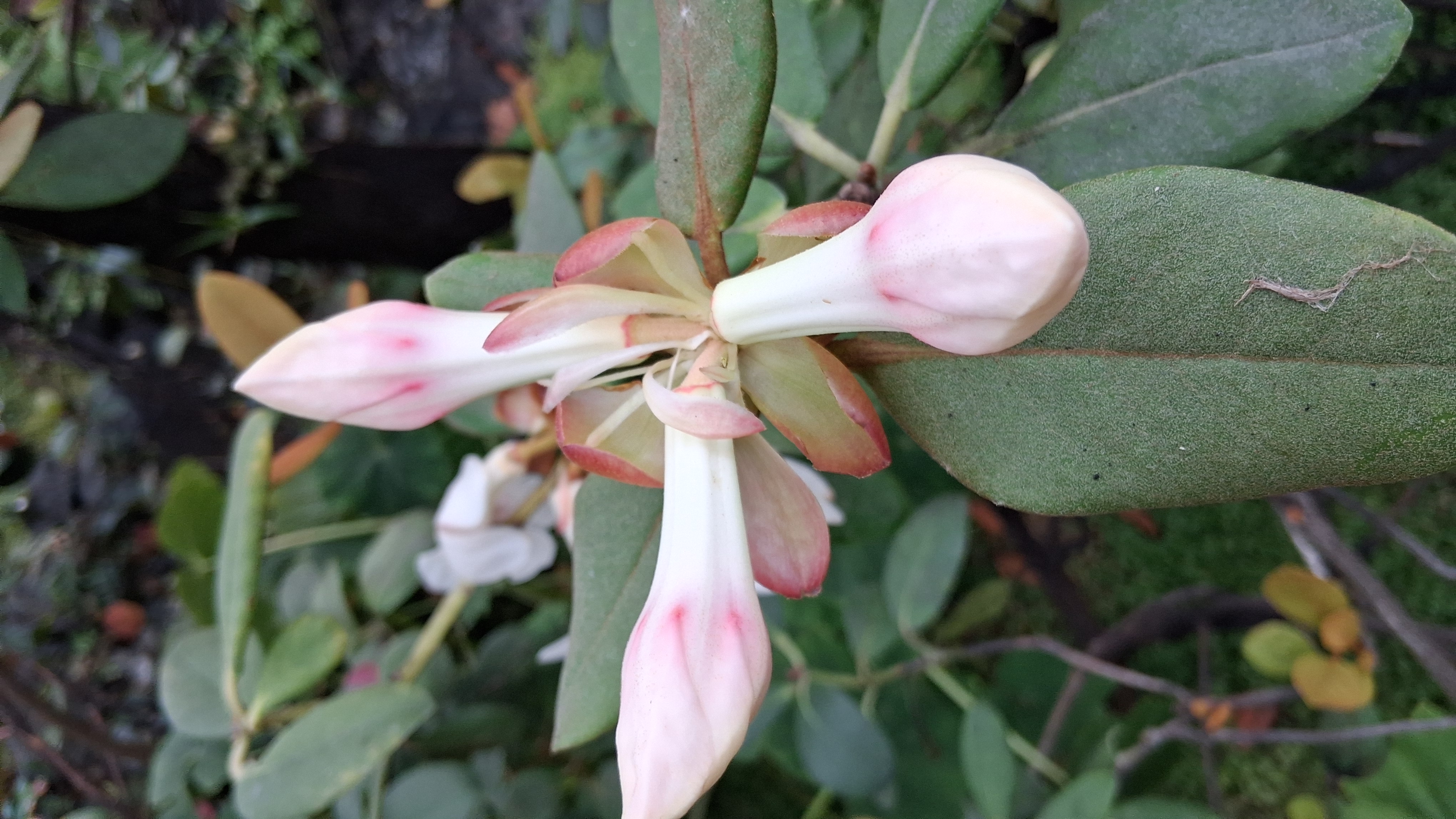 Rhododendron konori var konori photo