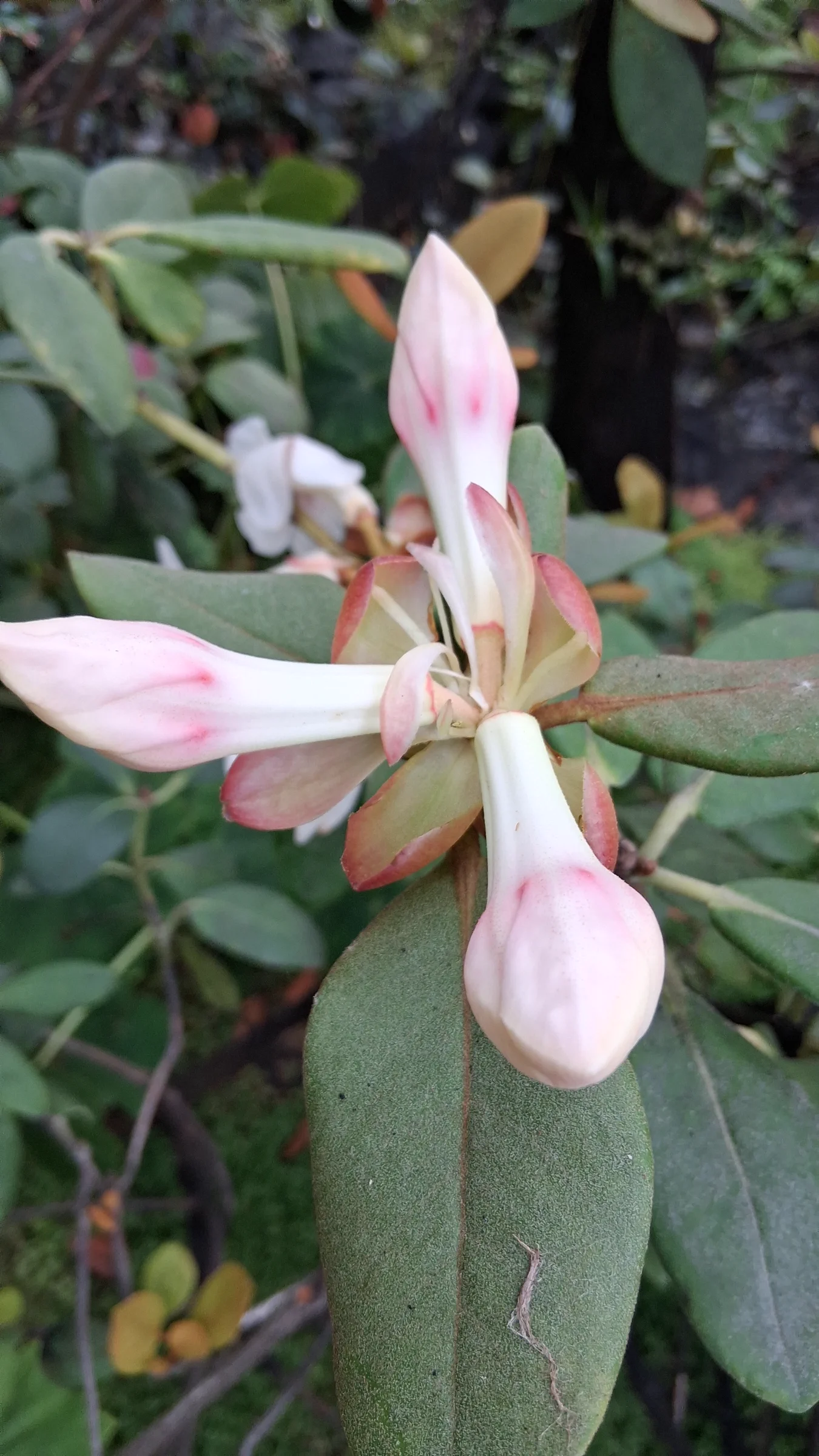R. konori photo of R. konori var konori. R. konori three flower buds just starting to open.. Location: Rhododendron Species Botanical Garden. Photo by: Thatrhodylady
