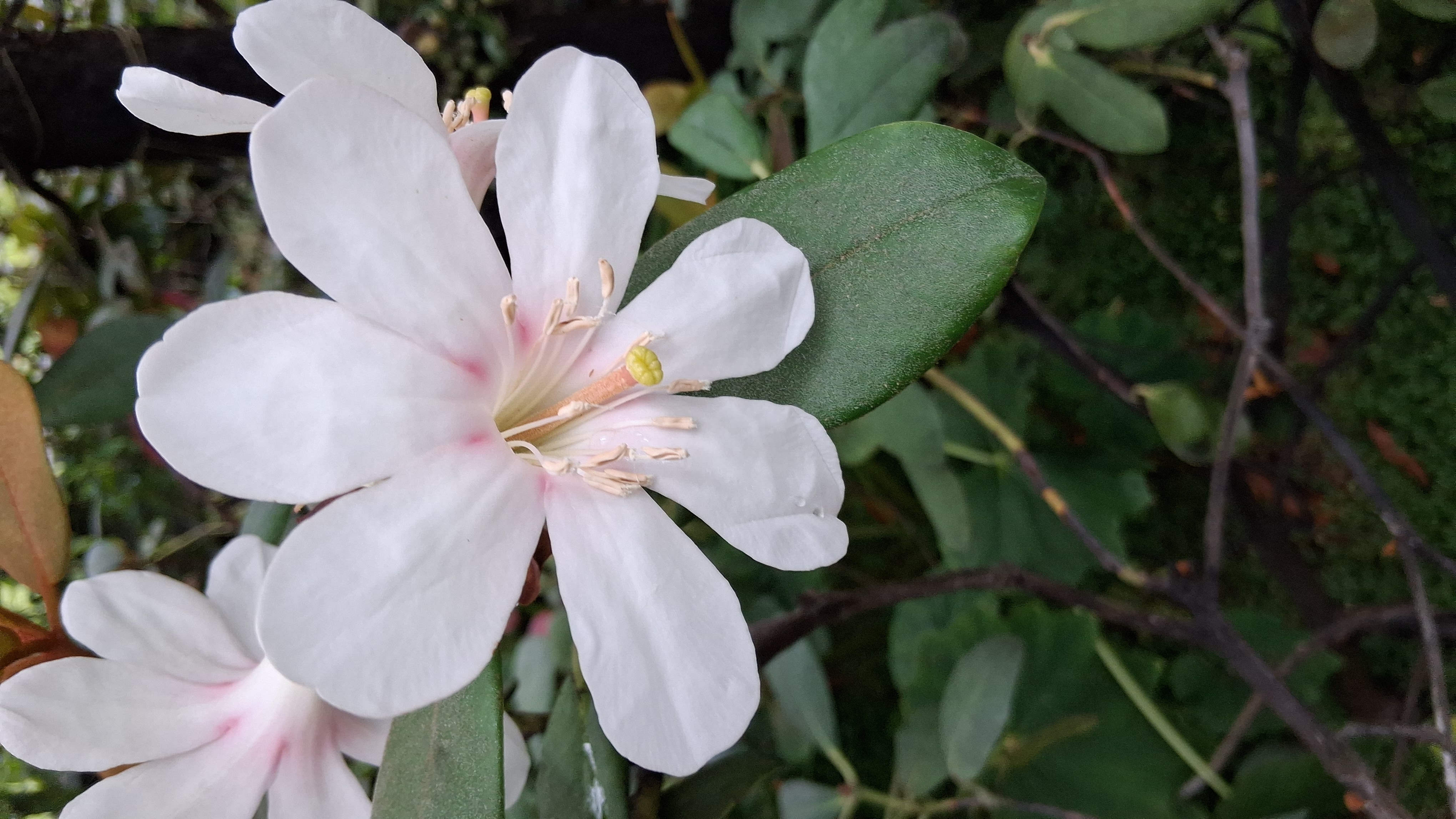 Rhododendron konori var konori photo
