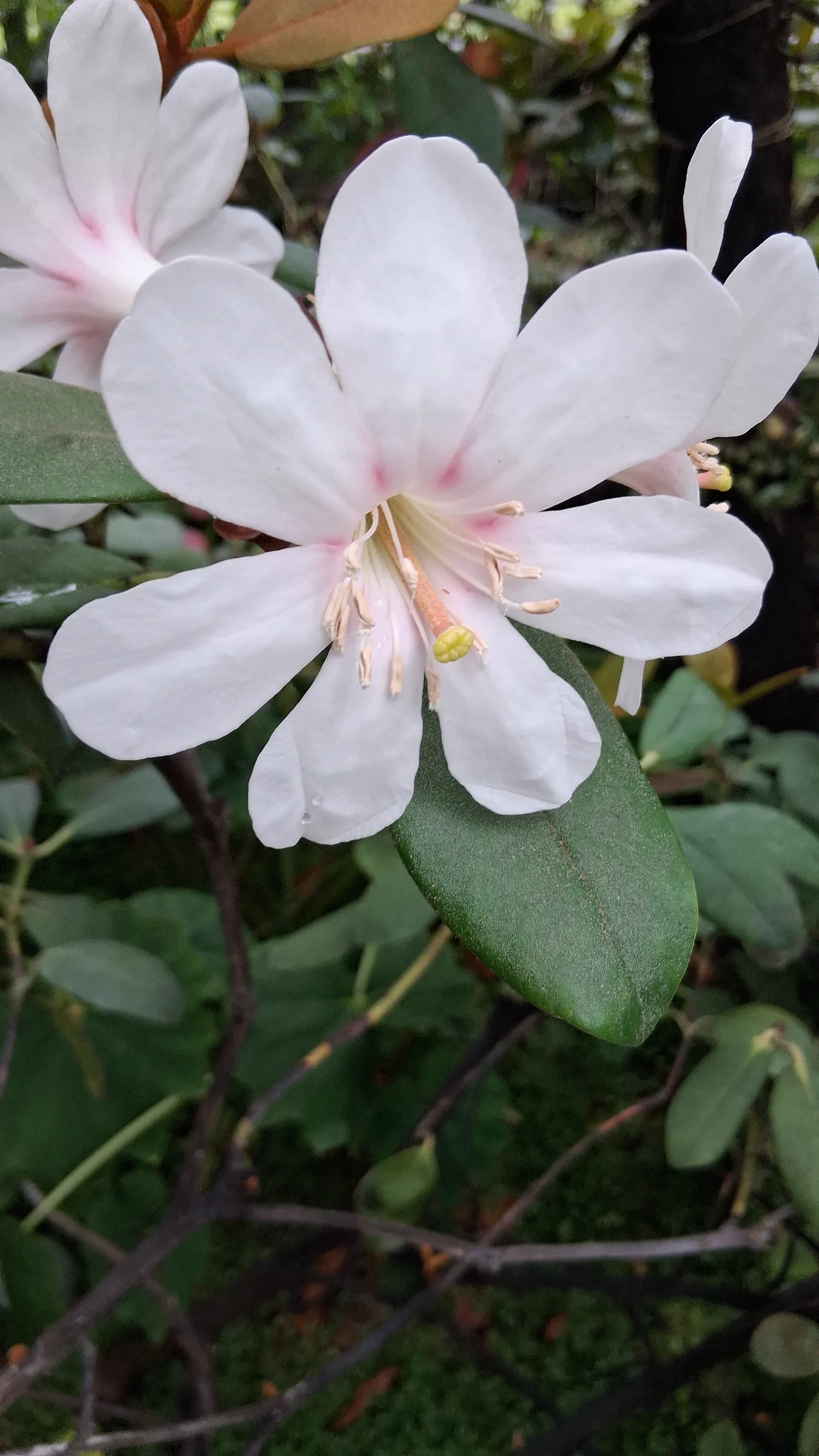 R. konori var konori photo of R. konori var konori. R. konori flower close shot.. Location: Rhododendron Species Botanical Garden. Photo by: Thatrhodylady