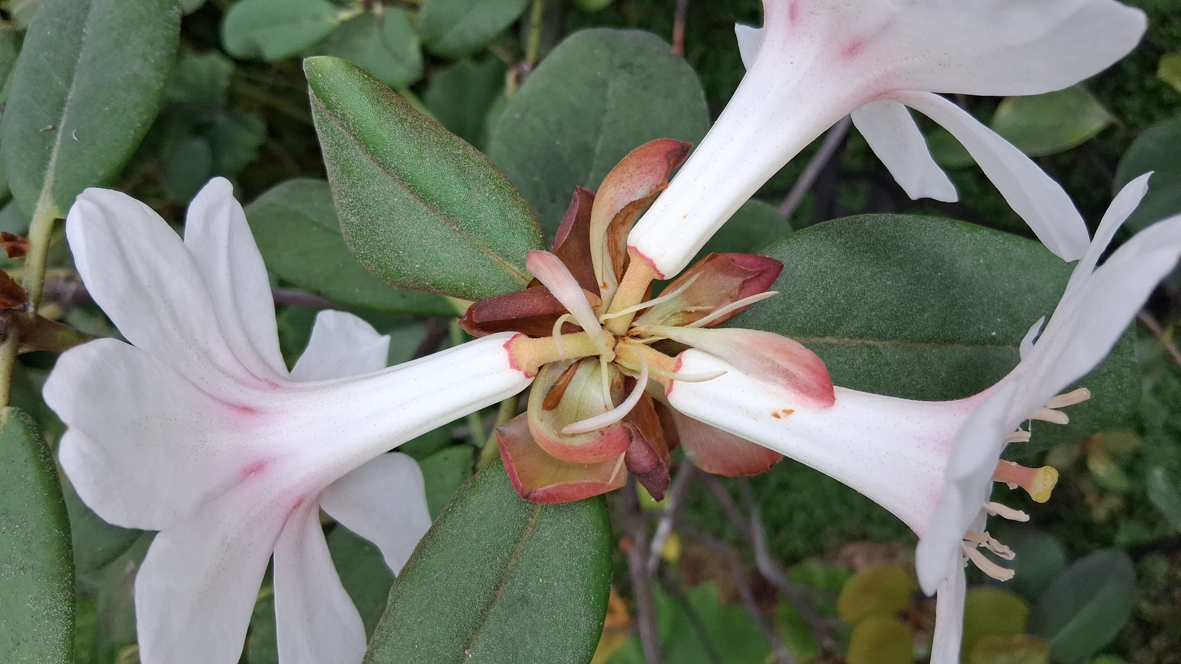 Rhododendron konori var konori photo