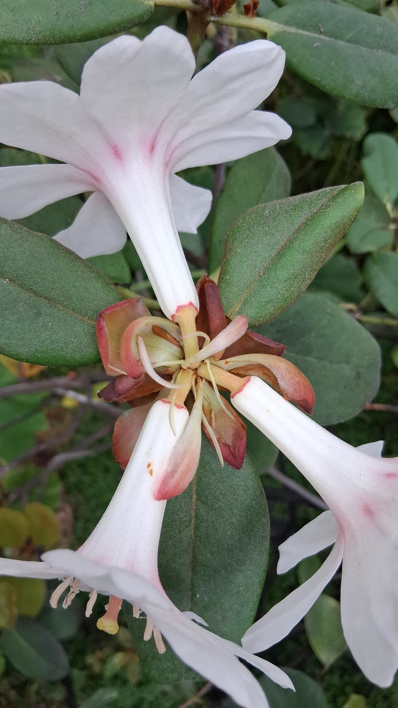 R. konori photo of R. konori var konori. R. konori corolla tube, calyx, and pedicel.. Location: Rhododendron Species Botanical Garden. Photo by: Thatrhodylady
