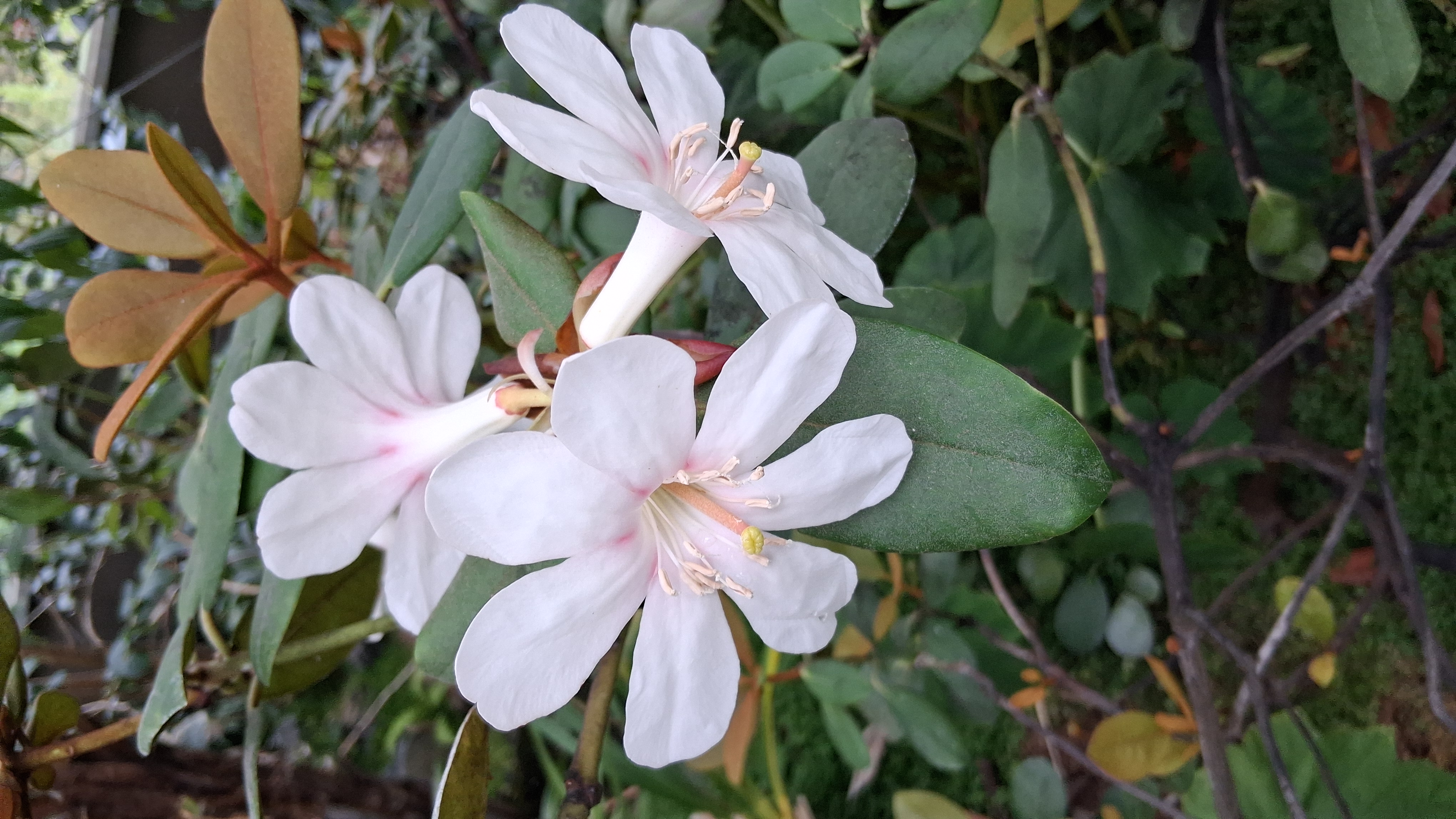 Rhododendron konori var konori photo