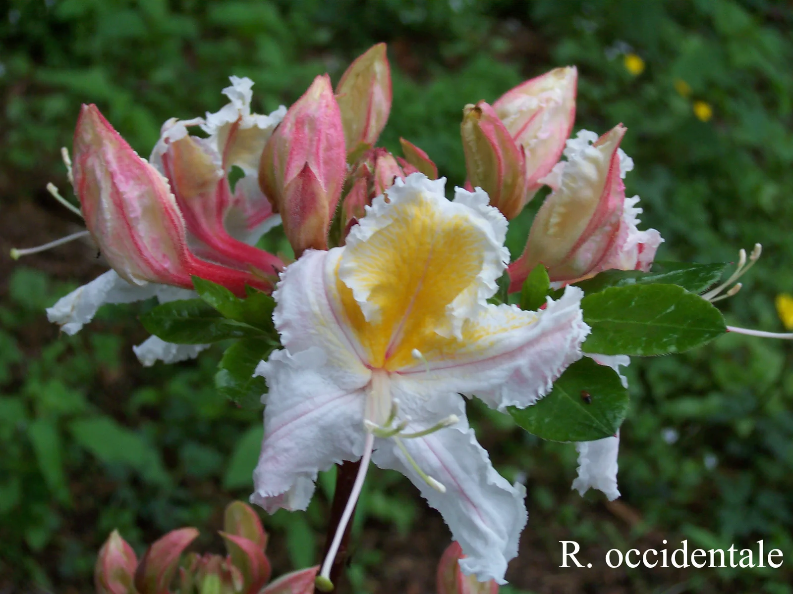 R. occidentale photo of R. occidentale. Location: Fearing's Farm Nursery, Abbotsford, BC, Canada. Photo by: Harold Fearing