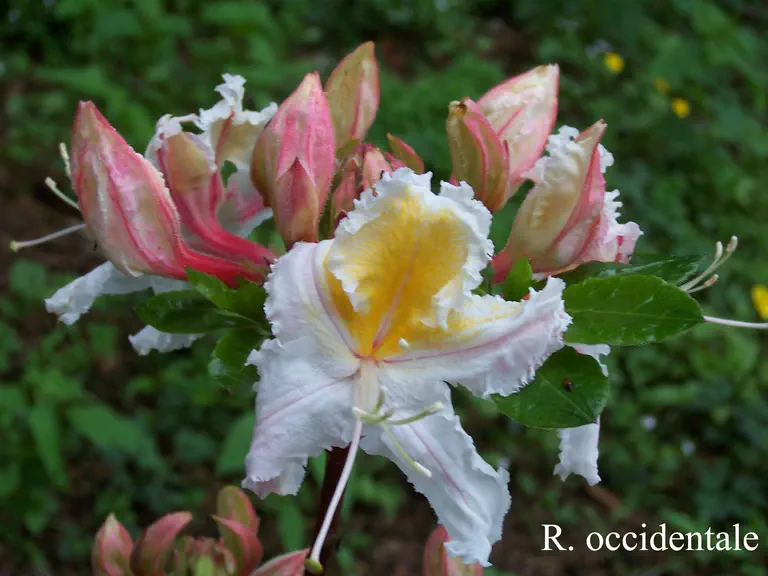 Photo of R. occidentale, Species