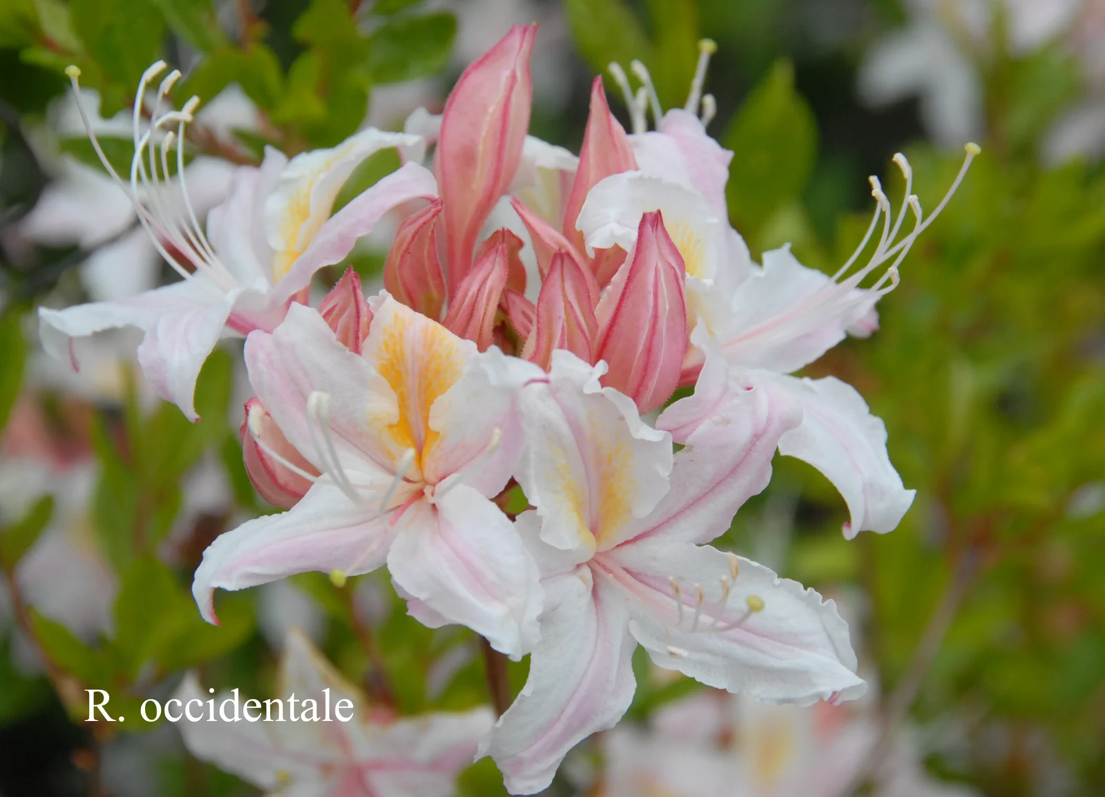 R. occidentale photo of R. occidentale. Location: Fearing's Farm Nursery, Abbotsford, BC, Canada. Photo by: Harold Fearing
