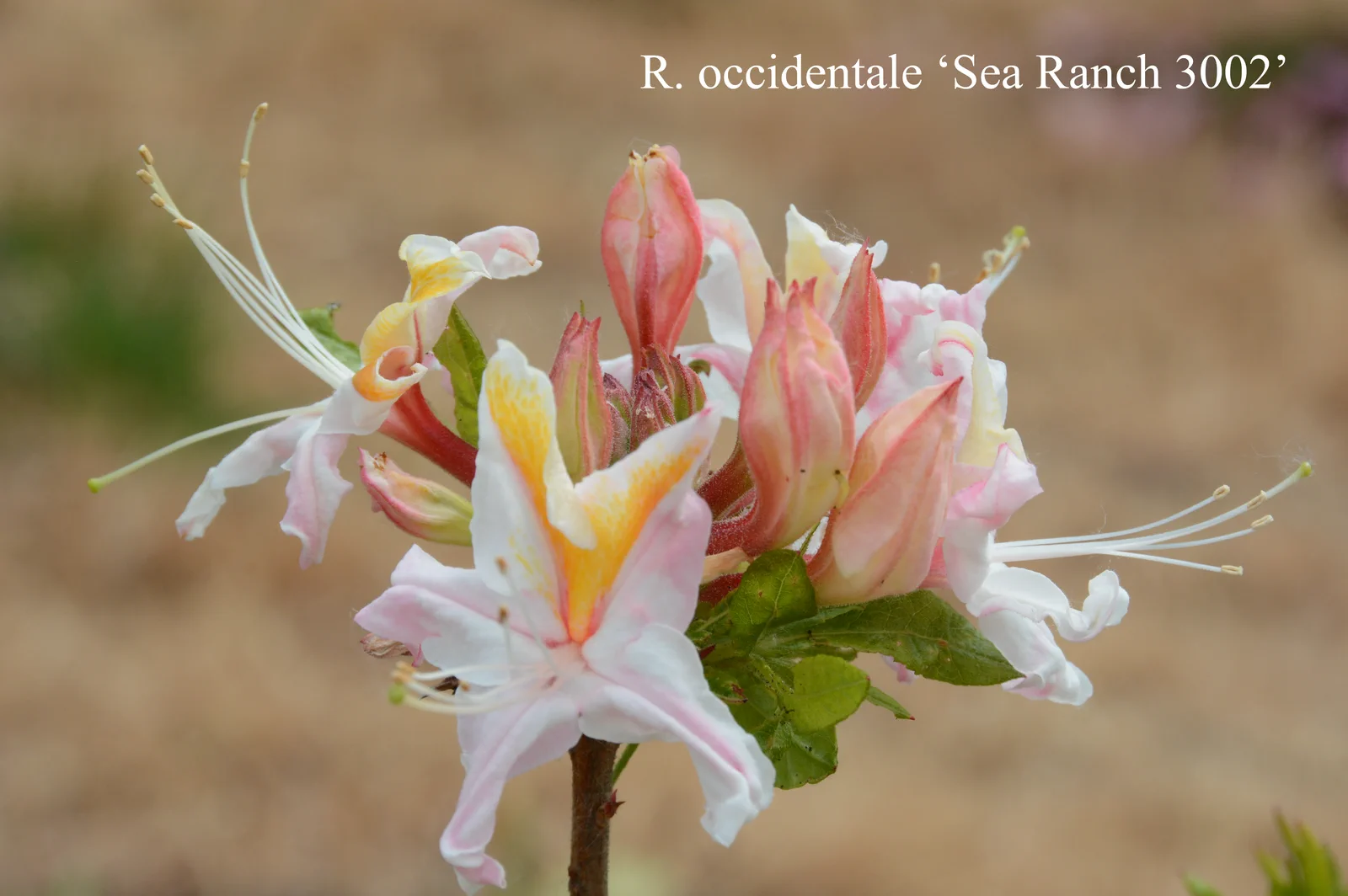 R. occidentale photo of R. occidentale. Sea Ranch 3002. Location: Fearing's Farm Nursery, Abbotsford, BC, Canada. Photo by: Harold Fearing