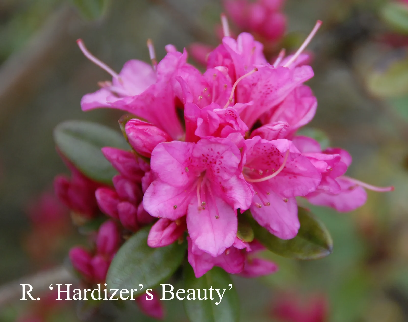 R. 'Hardijzer's Beauty' photo of R. 'Hardijzer's Beauty'. Location: Fearing's Farm Nursery, Abbotsford, BC, Canada. Photo by: Harold Fearing