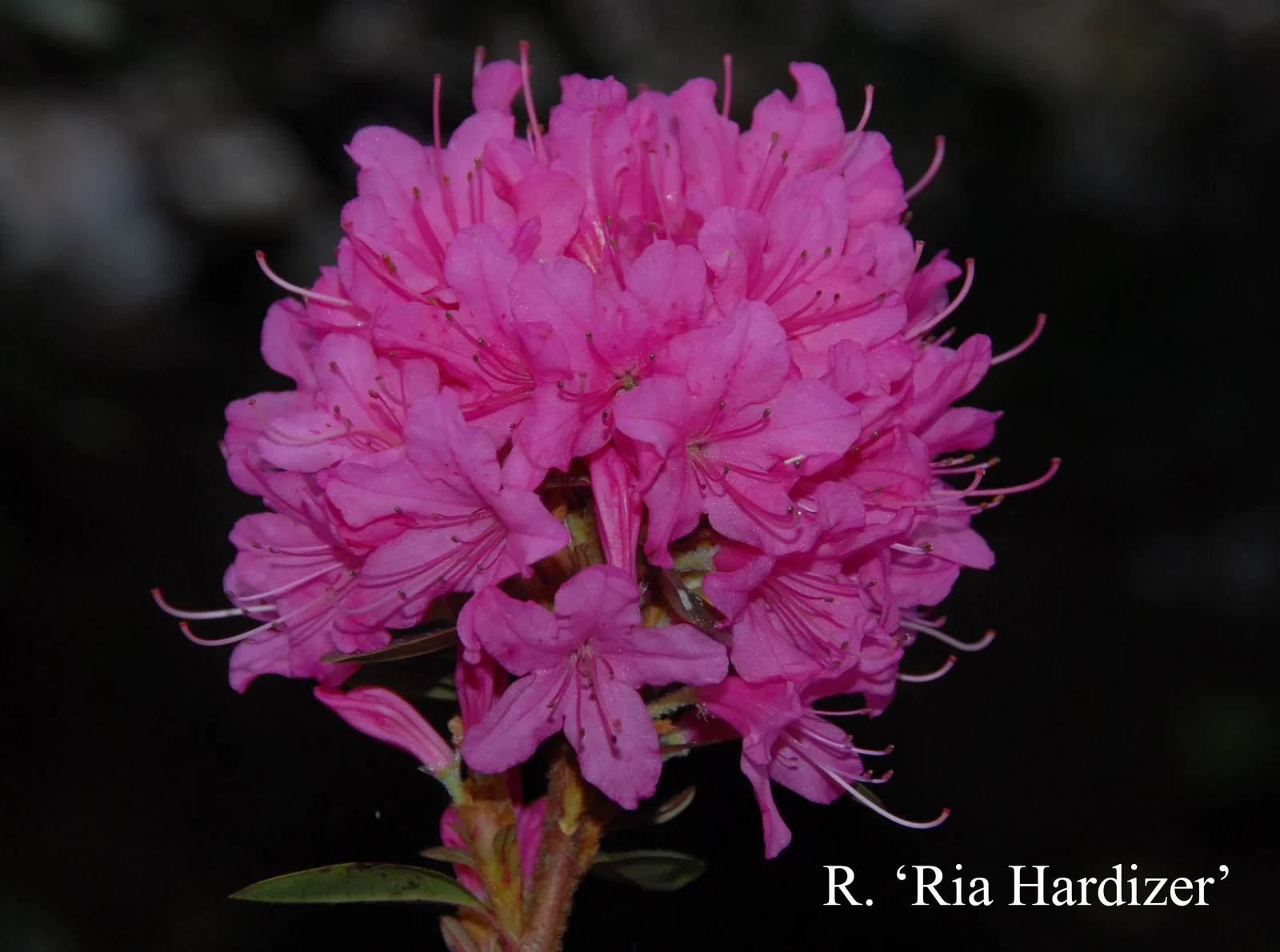 R. 'Ria Hardijzer' photo of R. 'Ria Hardijzer'. Location: Fearing's Farm Nursery, Abbotsford, BC, Canada. Photo by: Harold Fearing