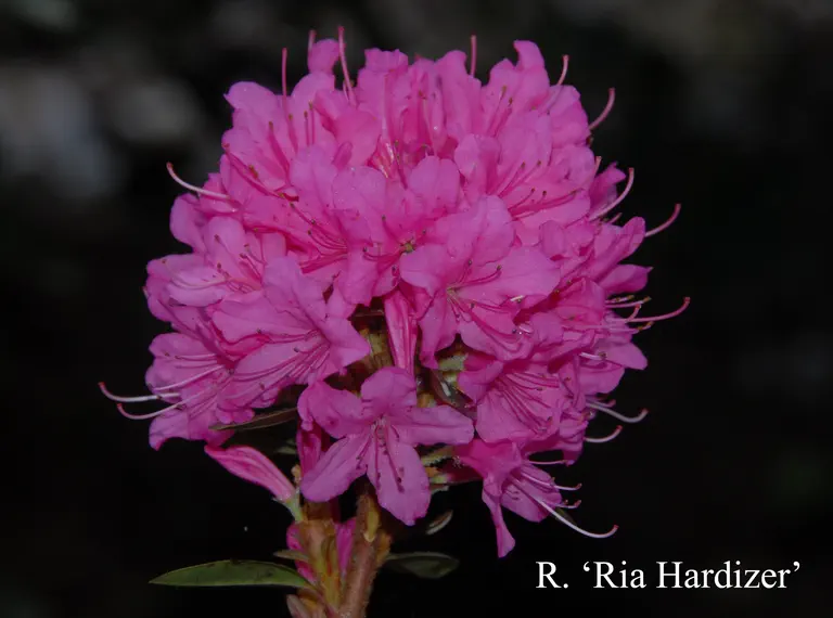 Photo of R. 'Ria Hardijzer', Azaleodendron Hybrid
