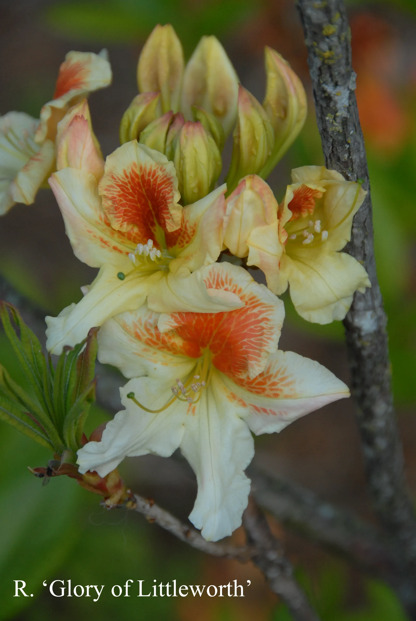 R. 'Glory of Littleworth' photo of R. 'Glory of Littleworth'. Location: Fearing's Farm Nursery, Abbotsford, BC, Canada. Photo by: Harold Fearing