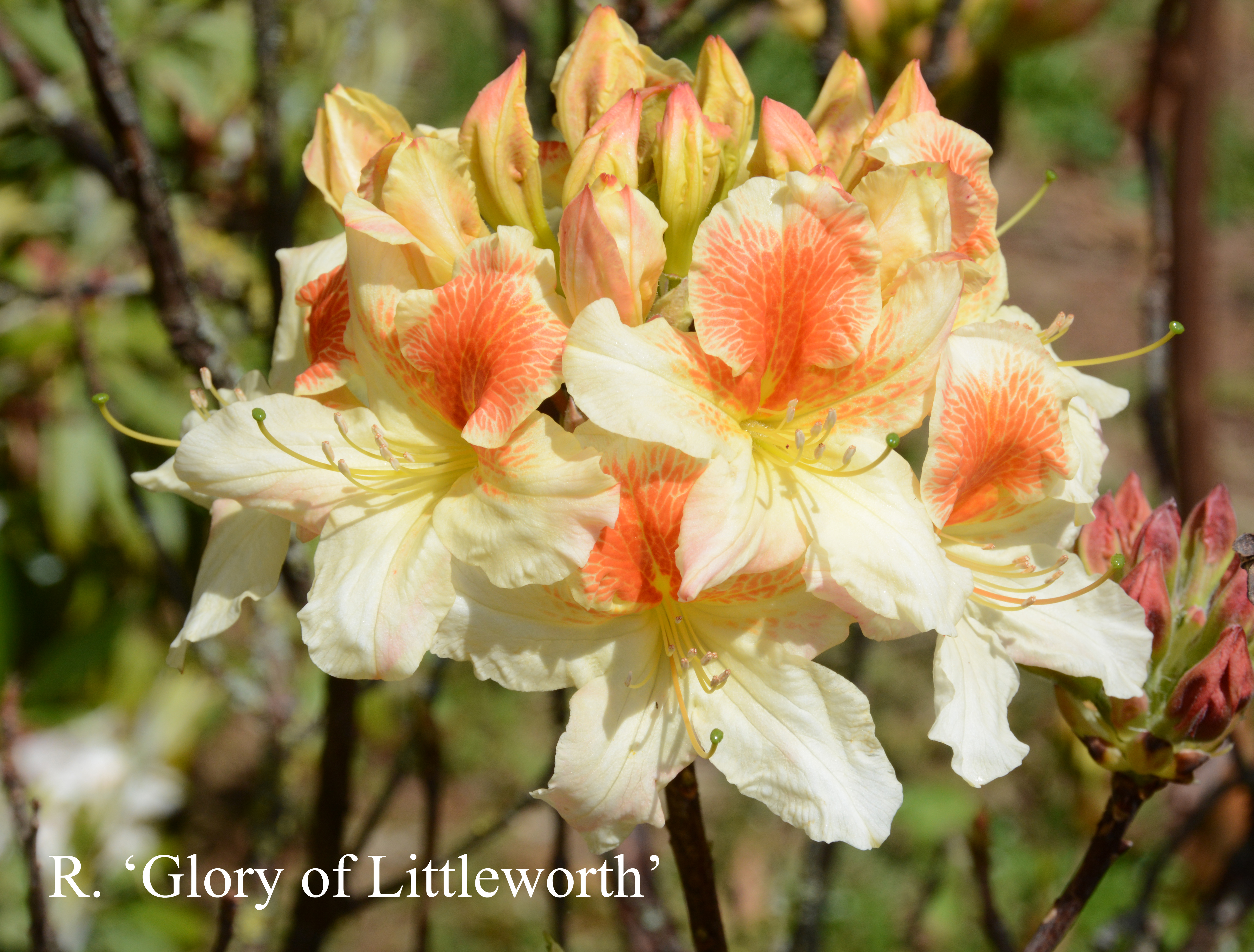 Rhododendron Glory of Littleworth photo