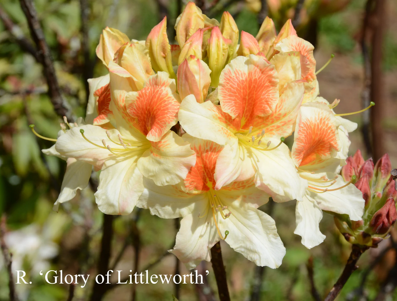 R. 'Glory of Littleworth' photo of R. 'Glory of Littleworth'. Location: Fearing's Farm Nursery, Abbotsford, BC, Canada. Photo by: Harold Fearing