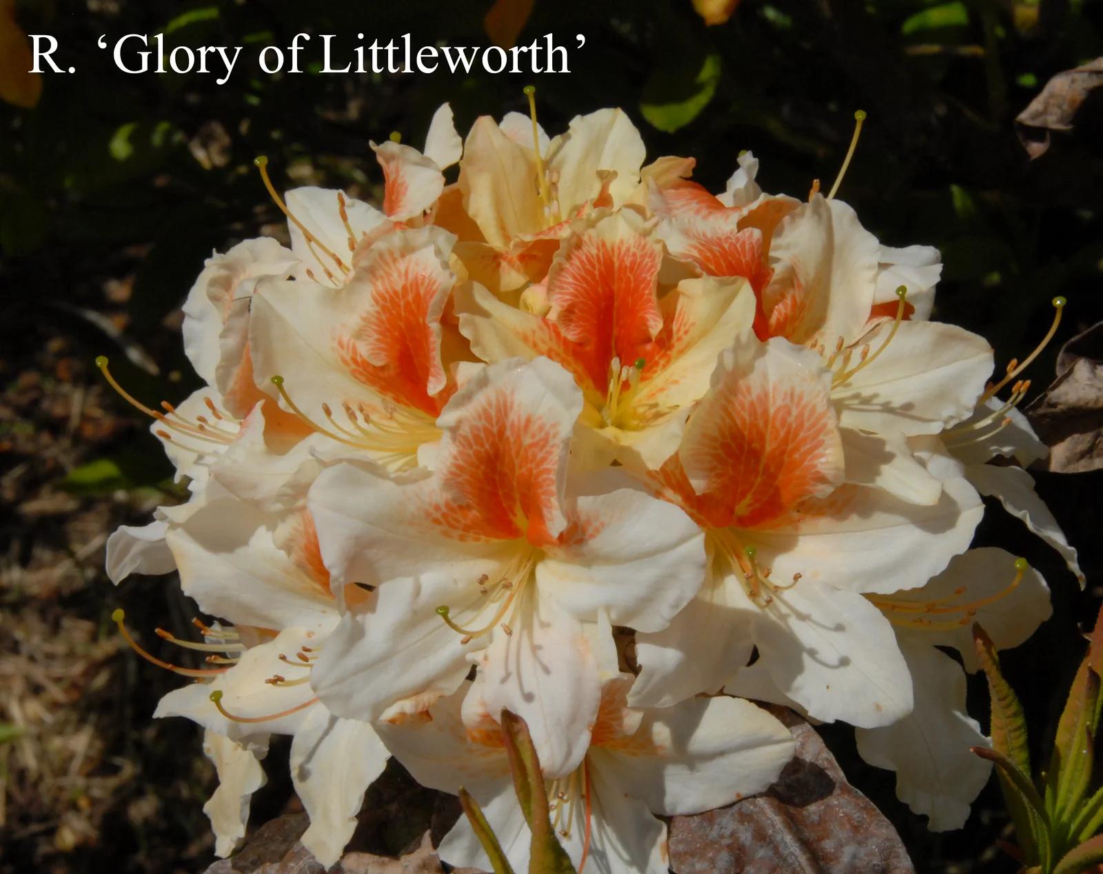 R. 'Glory of Littleworth' photo of R. 'Glory of Littleworth'. Location: Fearing's Farm Nursery, Abbotsford, BC, Canada. Photo by: Harold Fearing