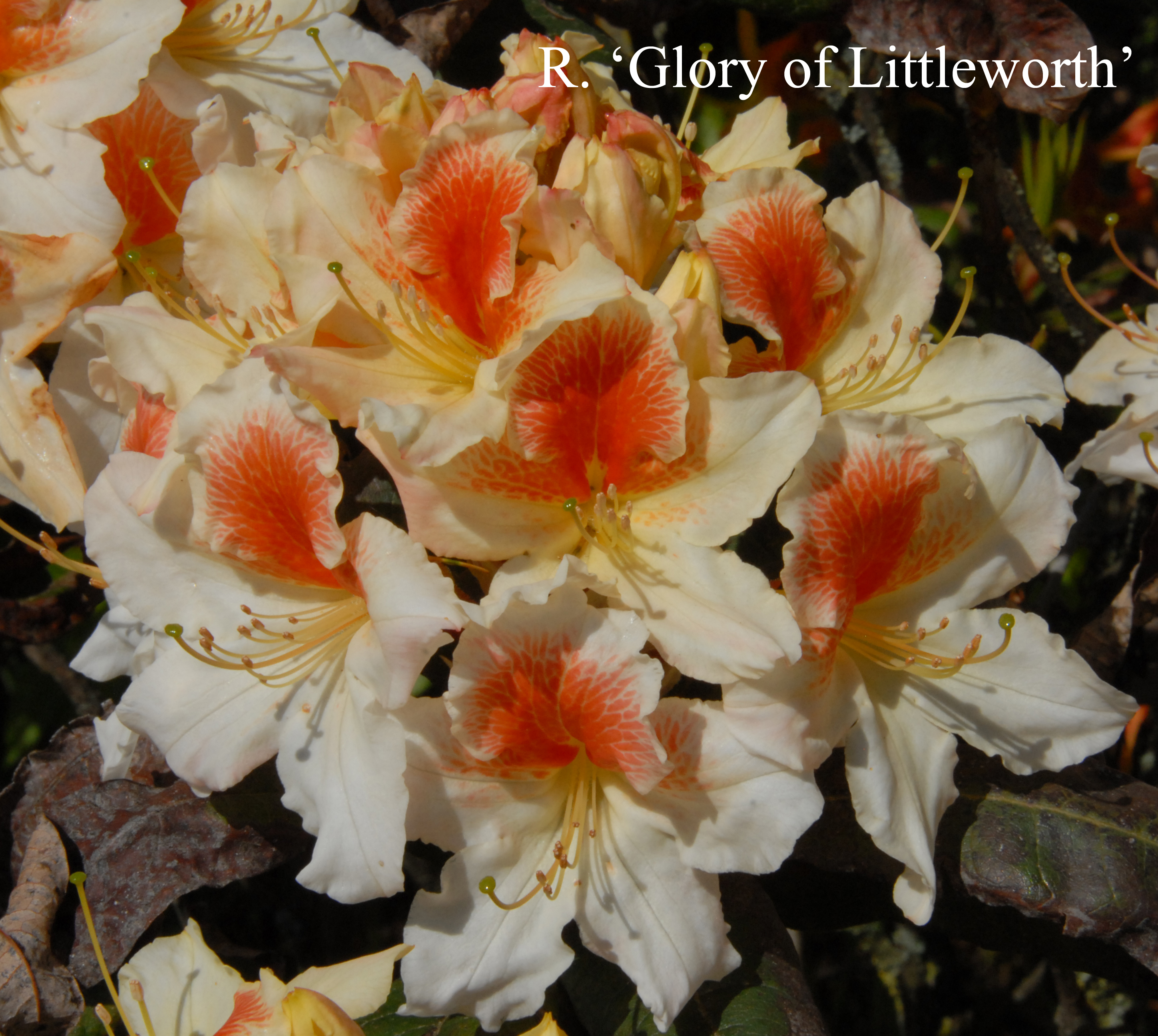 Rhododendron Glory of Littleworth photo