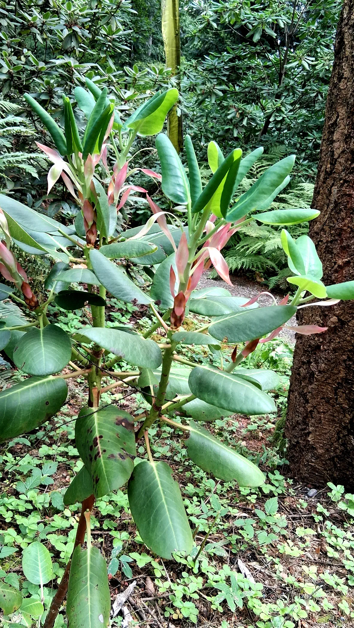 R. yuanbaoshanense photo of R. yuanbaoshanense. R. yuanbaoshanense new growth.. Location: Rhododendron Species Botanical Garden. Photo by: Thatrhodylady