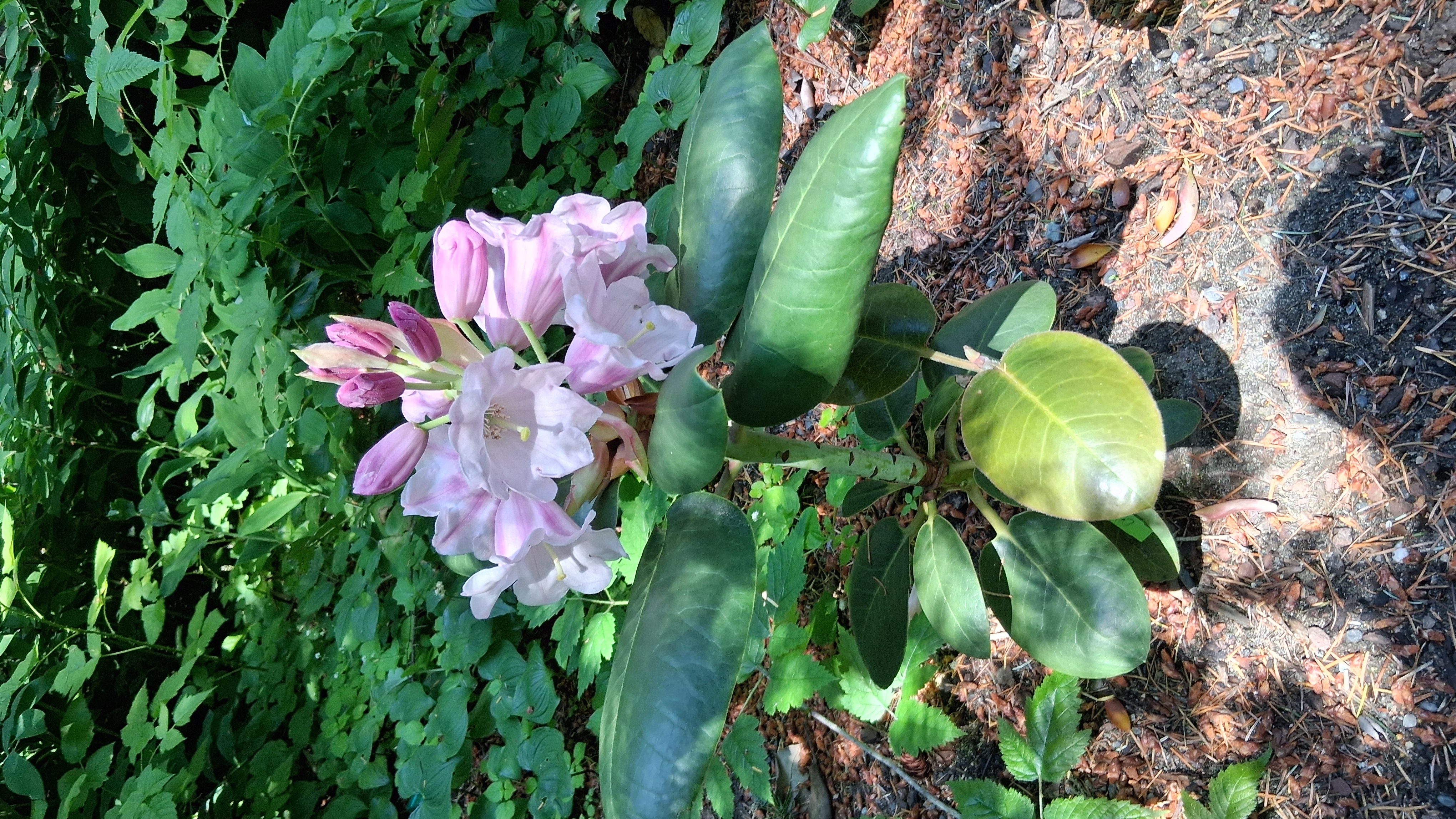 Rhododendron yuanbaoshanense photo