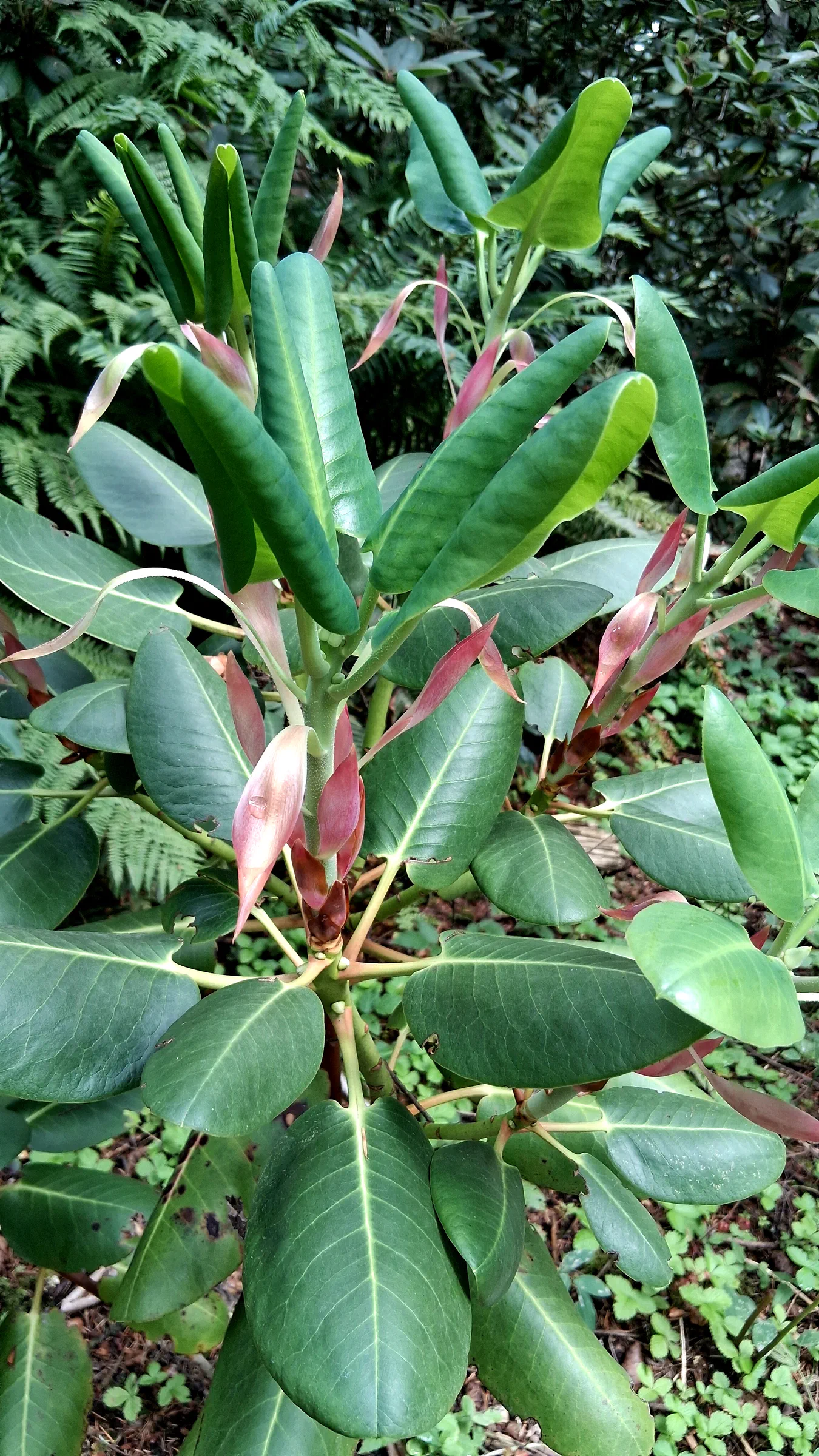 R. yuanbaoshanense photo of R. yuanbaoshanense. R. yuanbaoshanense new growth.. Location: Rhododendron Species Botanical Garden. Photo by: Thatrhodylady