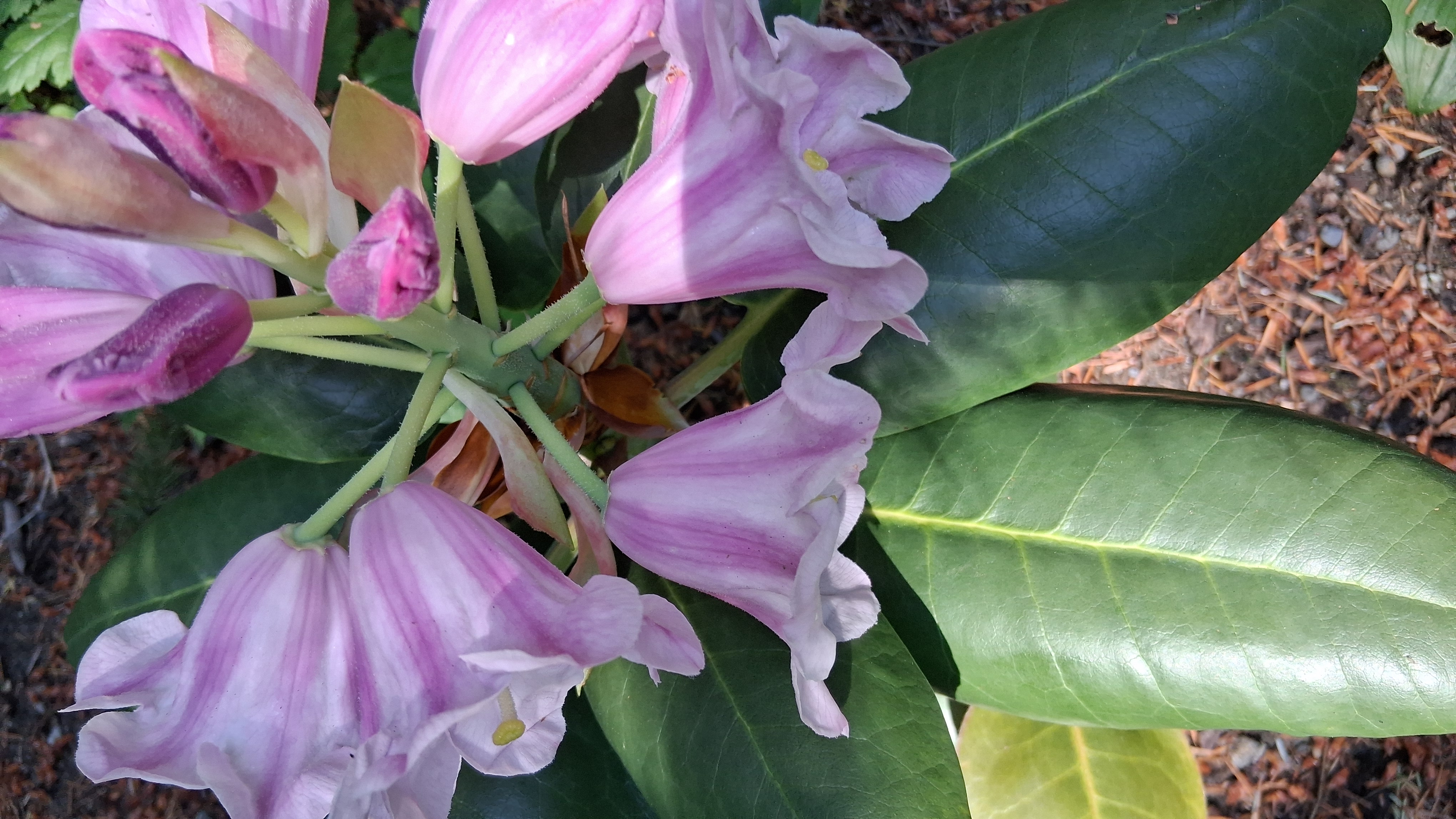 Rhododendron yuanbaoshanense photo