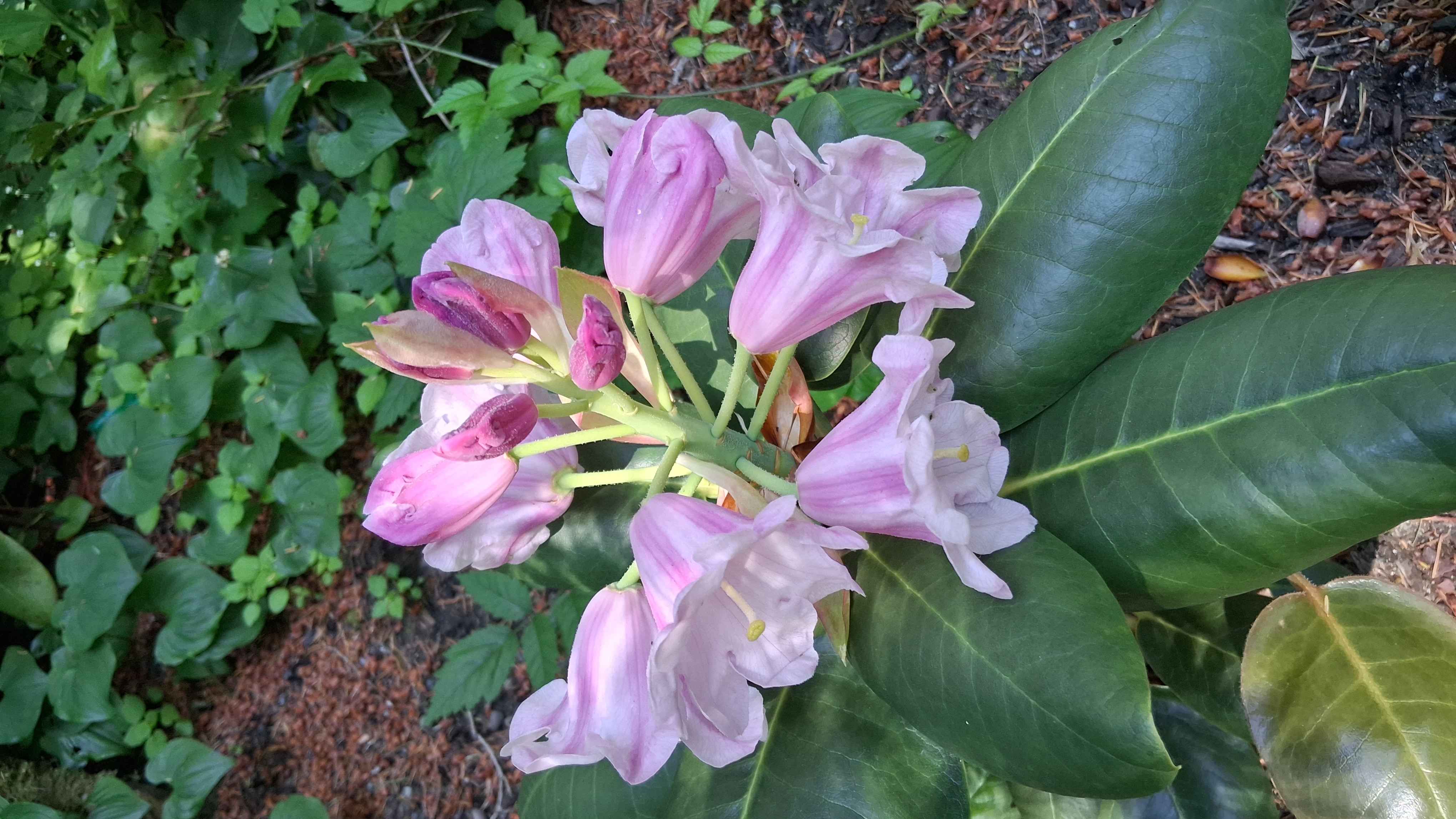 Rhododendron yuanbaoshanense photo
