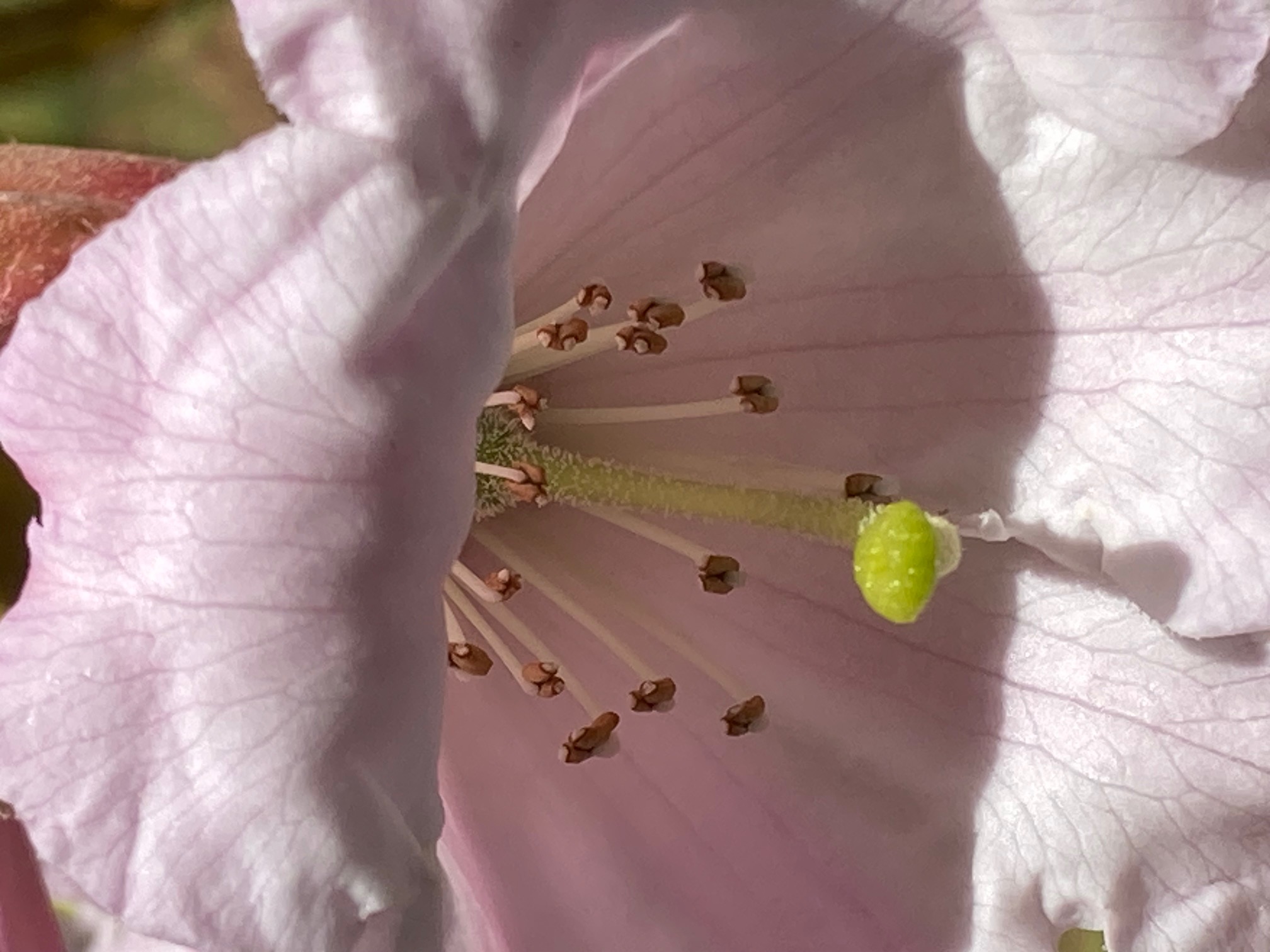 Rhododendron yuanbaoshanense photo