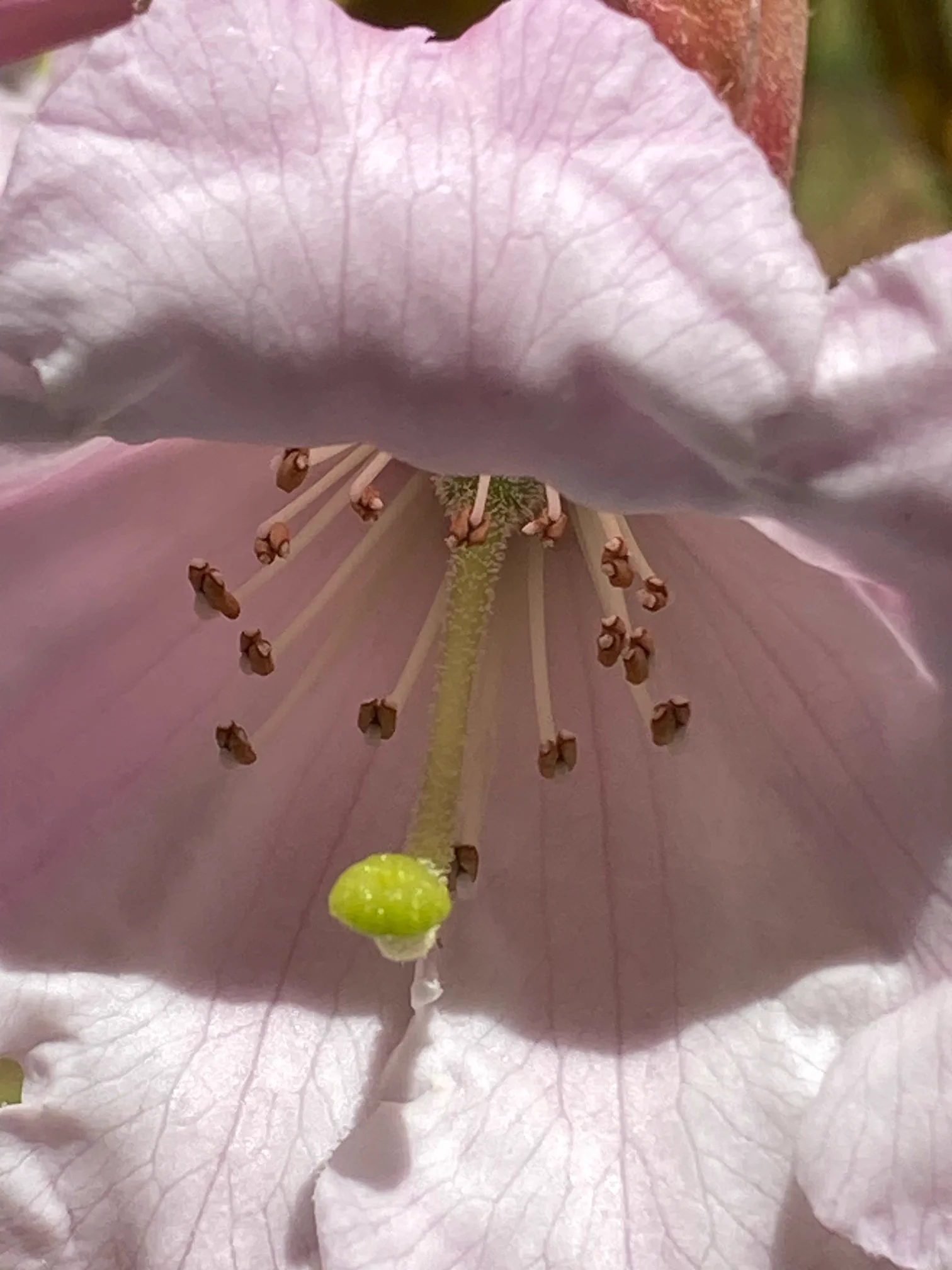 R. yuanbaoshanense photo of R. yuanbaoshanense. closeup of stigma/style/anthers. Location: Martha's Vineyard, MA z7a. Photo by: Peter Norris