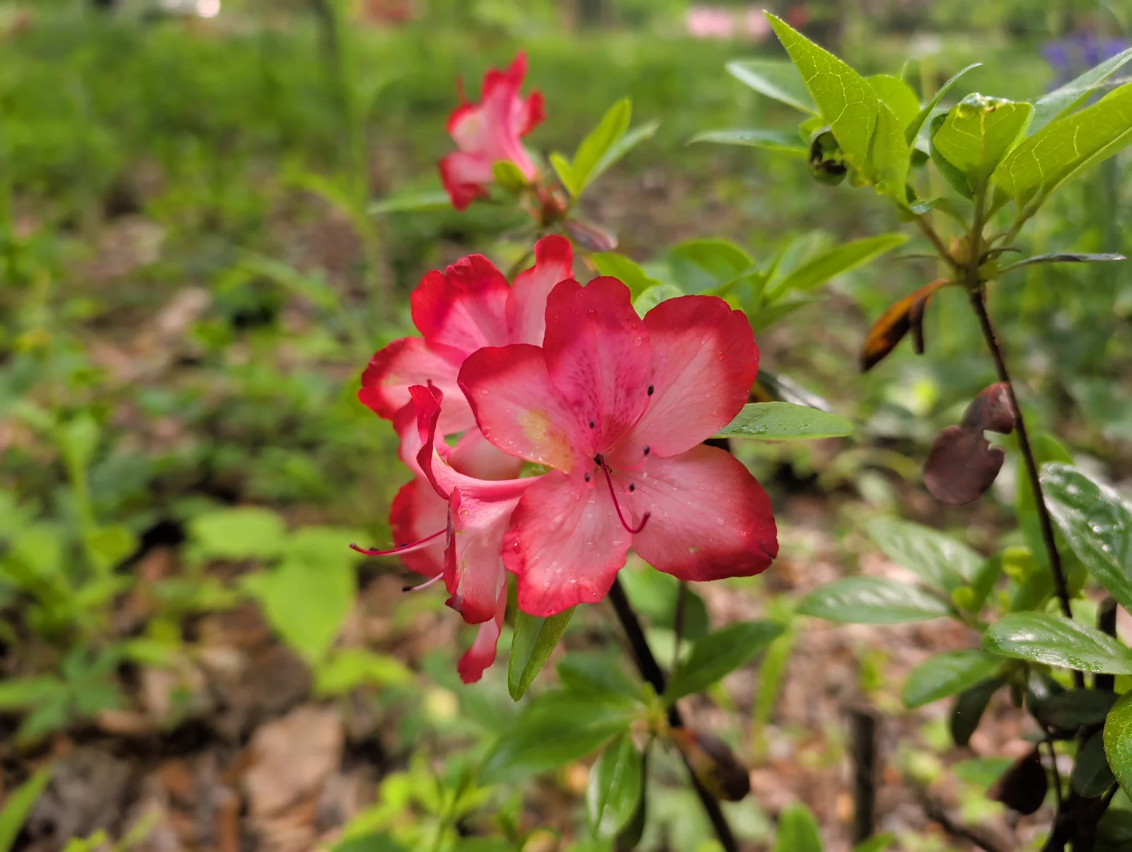 R. 'Pam Corkran' photo of R. 'Pam Corkran'. Flower. Location: John J. Tyler Arboretum, Pennsylvania, USA. Photo by: rsaroka