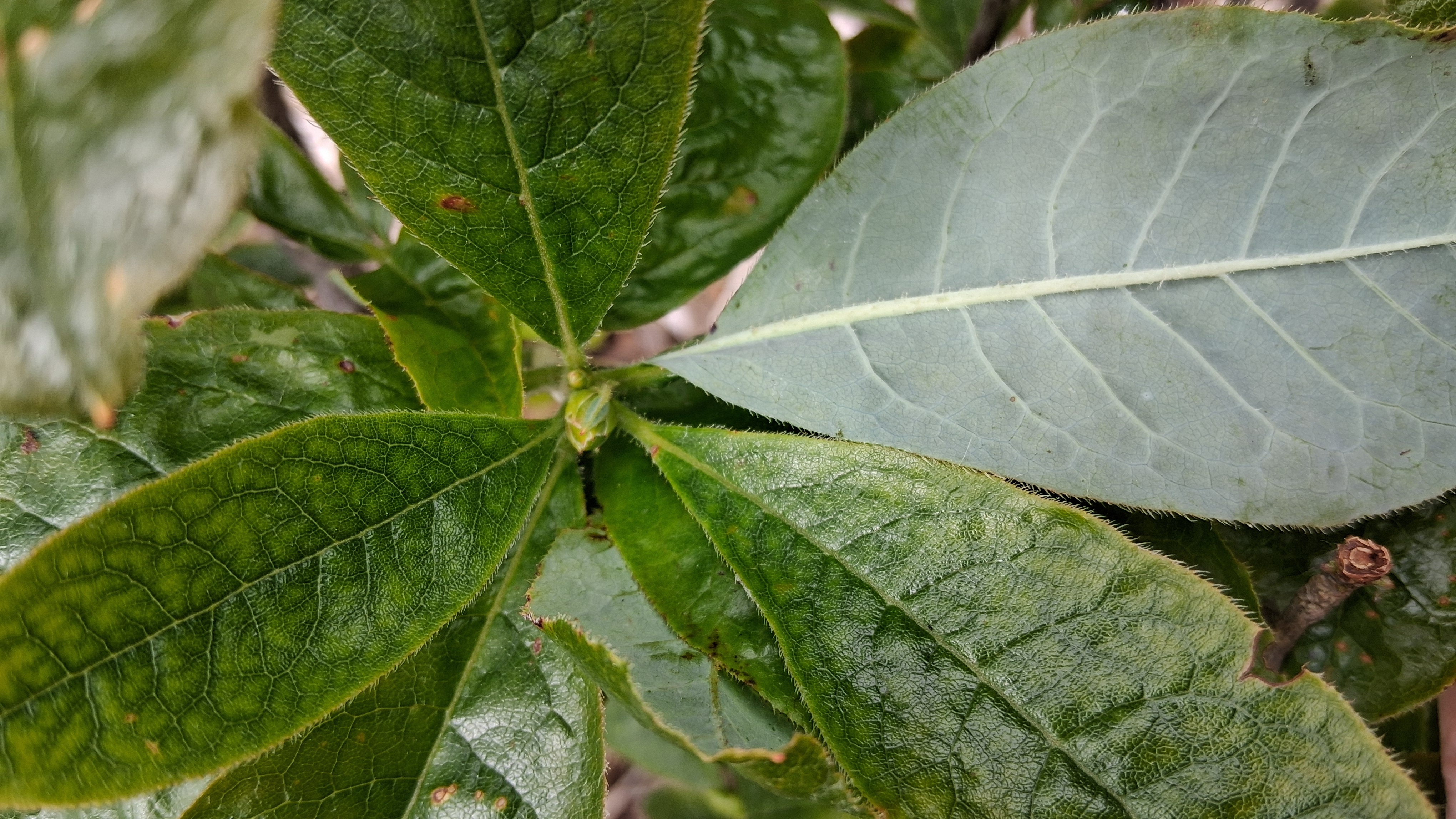 Rhododendron Firebrand photo