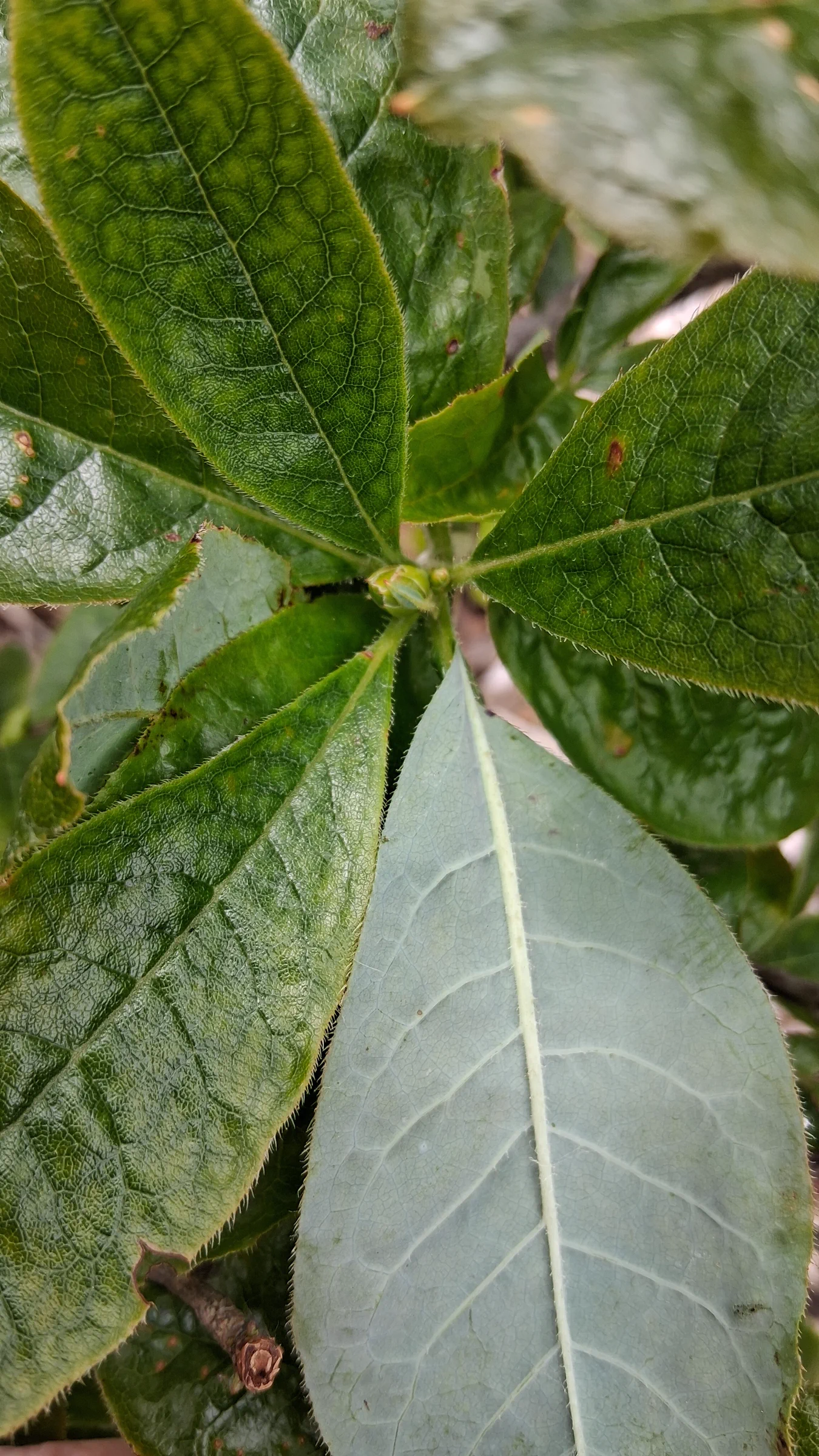 R. 'Firebrand' photo of R. 'Firebrand'. R. 'Firebrand' leaves close up on top and bottom leaf with hairs on the margins and along the midrib.. Location: Highline SeaTac Botanical Garden, Seatac, WA, USA. Photo by: Thatrhodylady