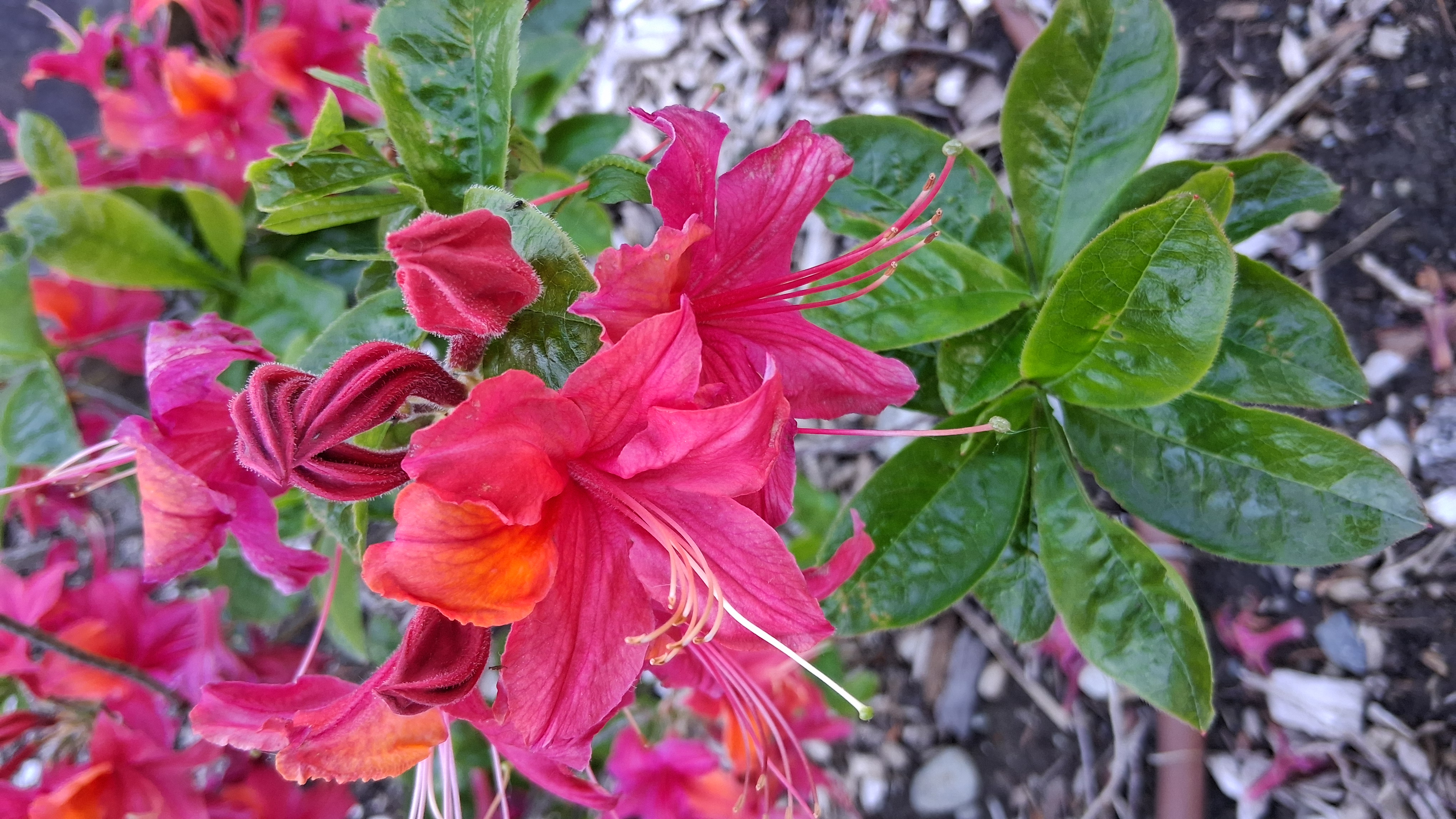 Rhododendron Firebrand photo