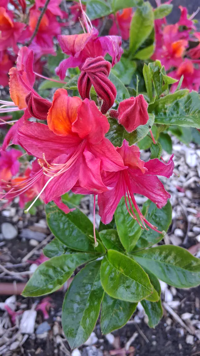Photo of R. 'Firebrand', Deciduous Azalea Hybrid