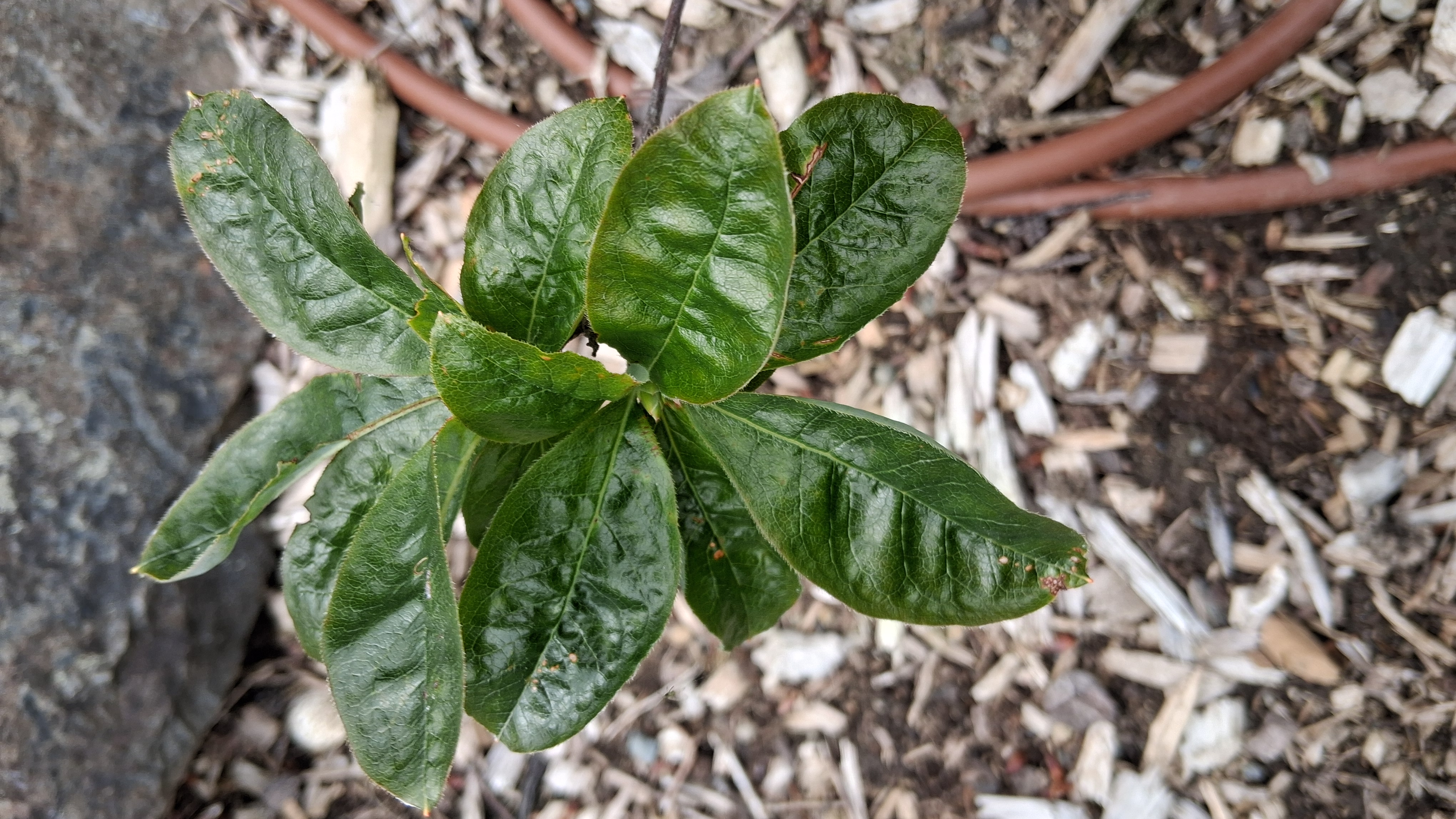 Rhododendron Firebrand photo