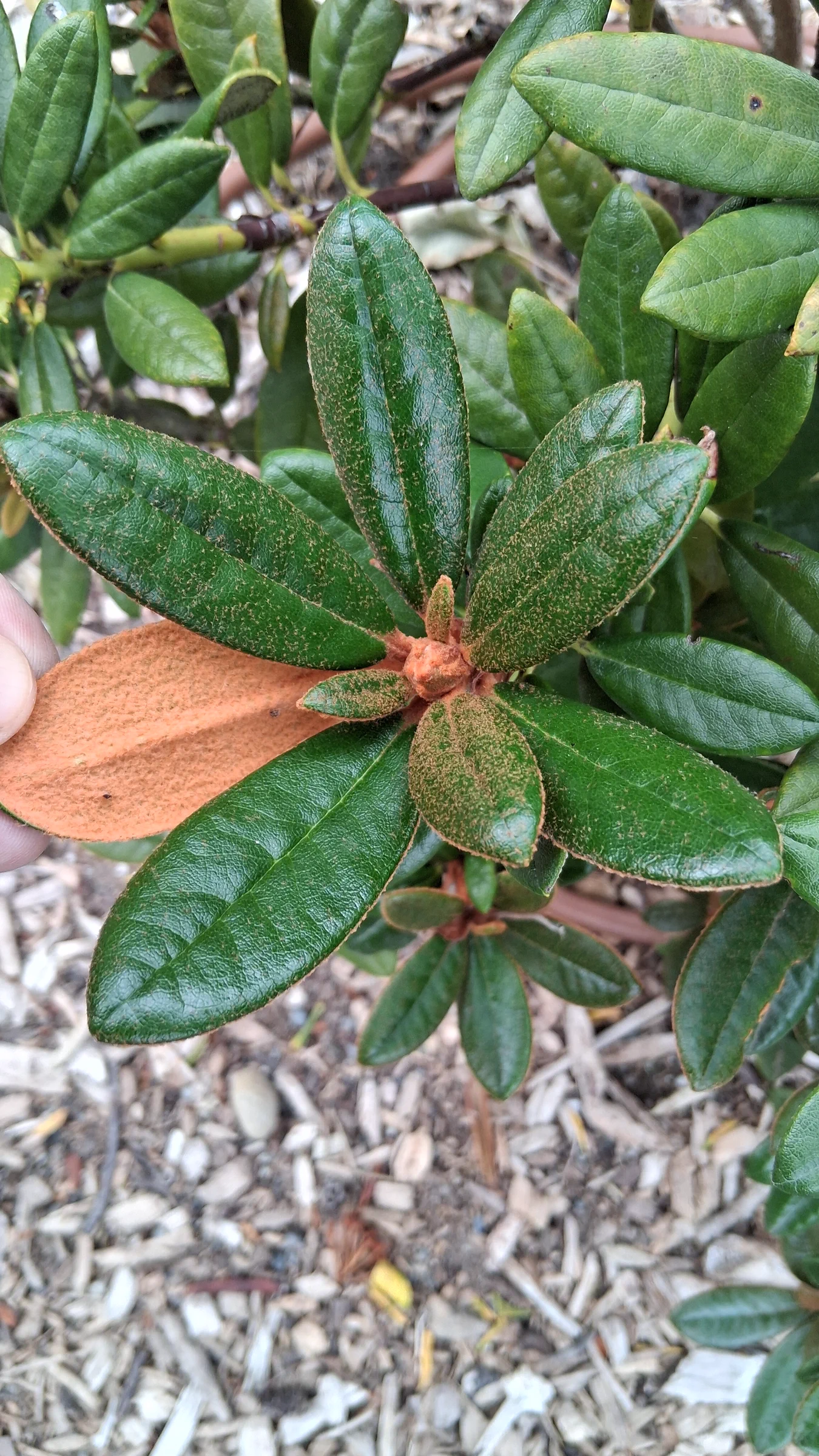 R. 'Bambino x R. proteoides' photo of R. 'Bambino x R. proteoides'. R. 'Bambino x R. proteoides' leaves and thick indumentum.. Location: Highline SeaTac Botanical Garden, Seatac, WA, USA. Photo by: Thatrhodylady