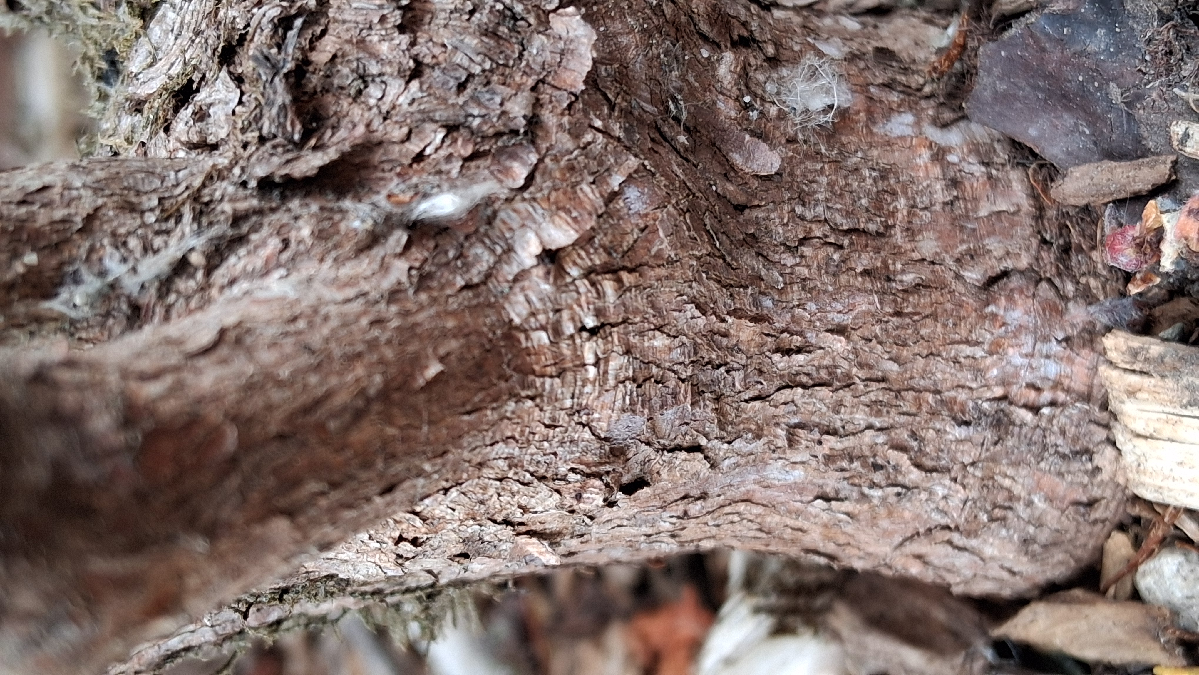 Rhododendron Bambino x R. proteoides photo