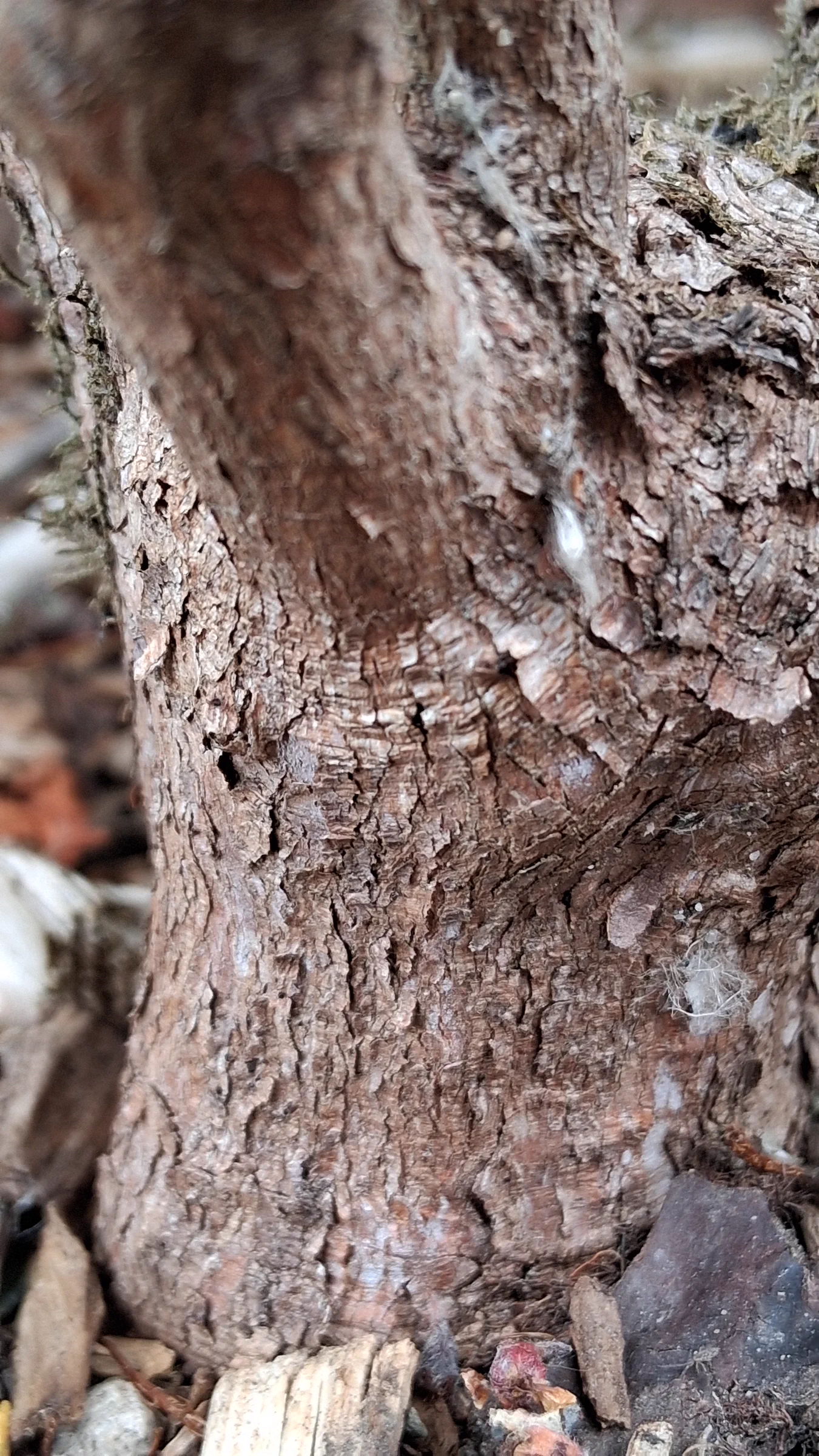 R. 'Bambino x R. proteoides' photo of R. 'Bambino x R. proteoides'. R. 'Bambino x R. proteoides' trunk and bark.. Location: Highline SeaTac Botanical Garden, Seatac, WA, USA. Photo by: Thatrhodylady
