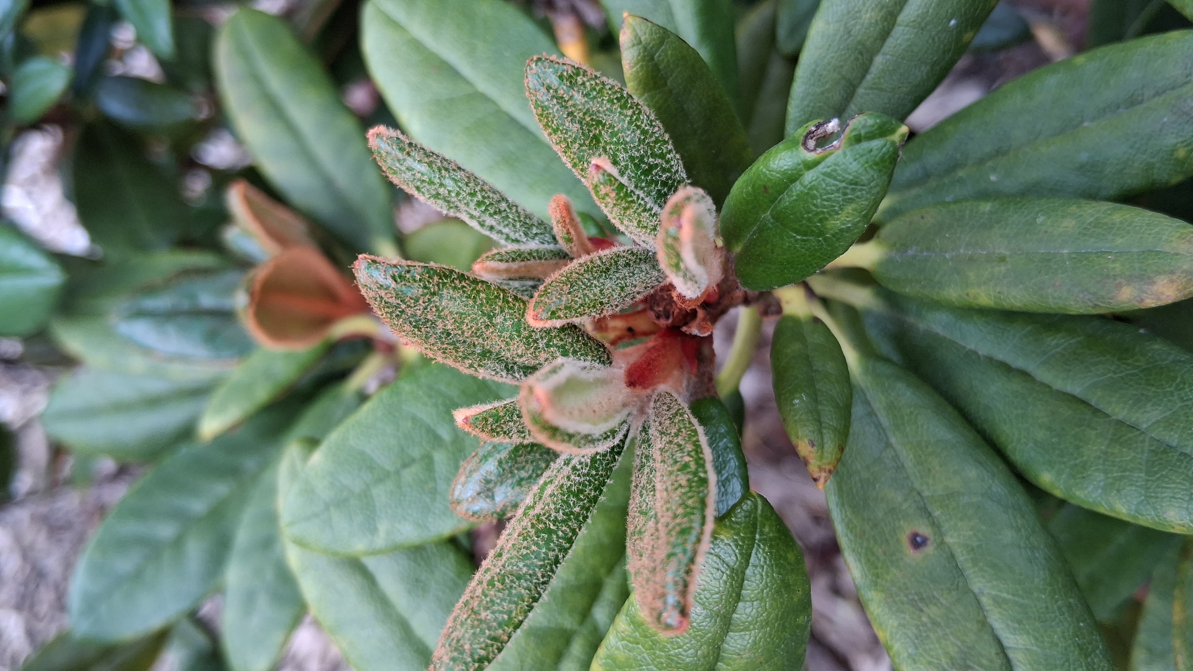 Rhododendron Bambino x R. proteoides photo