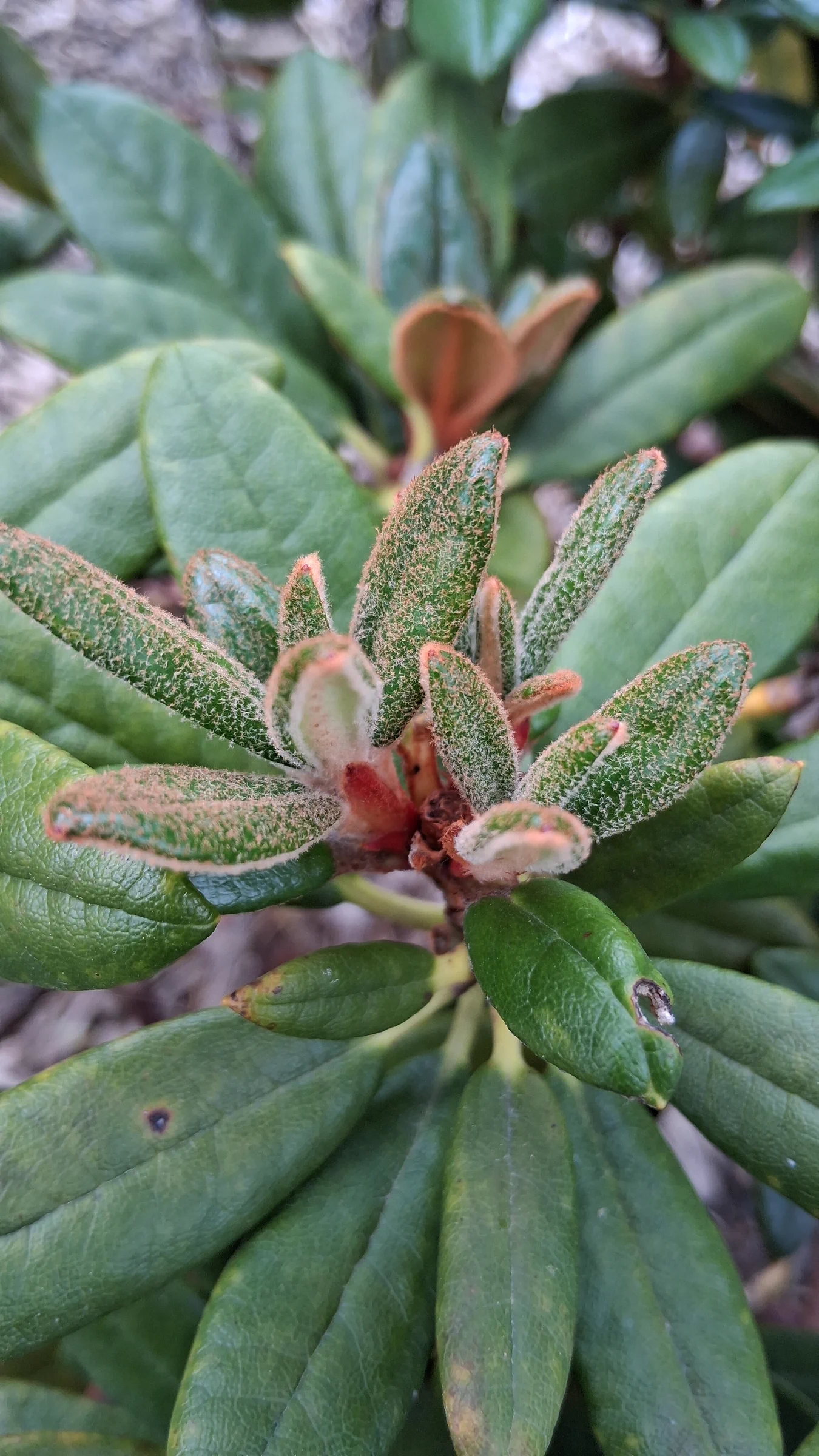 R. 'Bambino x R. proteoides' photo of R. 'Bambino x R. proteoides'. R. 'Bambino x R. proteoides' new growth.. Location: Highline SeaTac Botanical Garden, Seatac, WA, USA. Photo by: Thatrhodylady