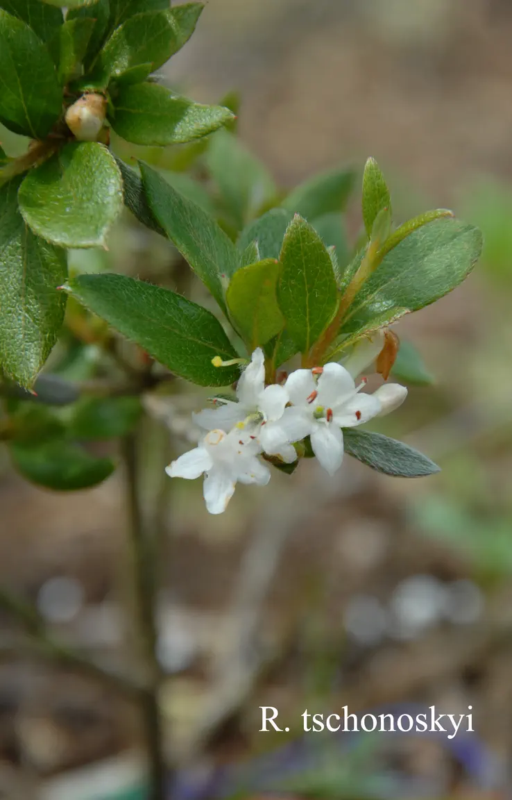 Photo of R. tschonoskii, Species