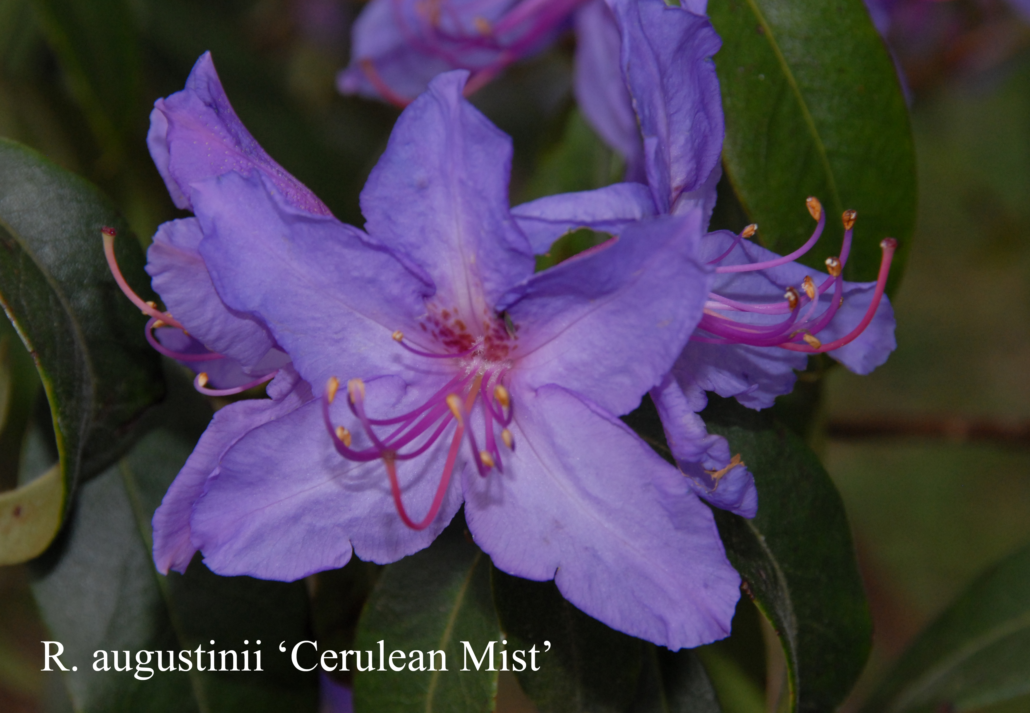 Rhododendron Cerulean Mist photo