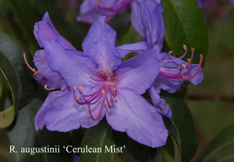 Photo of R. augustinii ssp augustinii 'Cerulean Mist', Rhododendron Species Selection