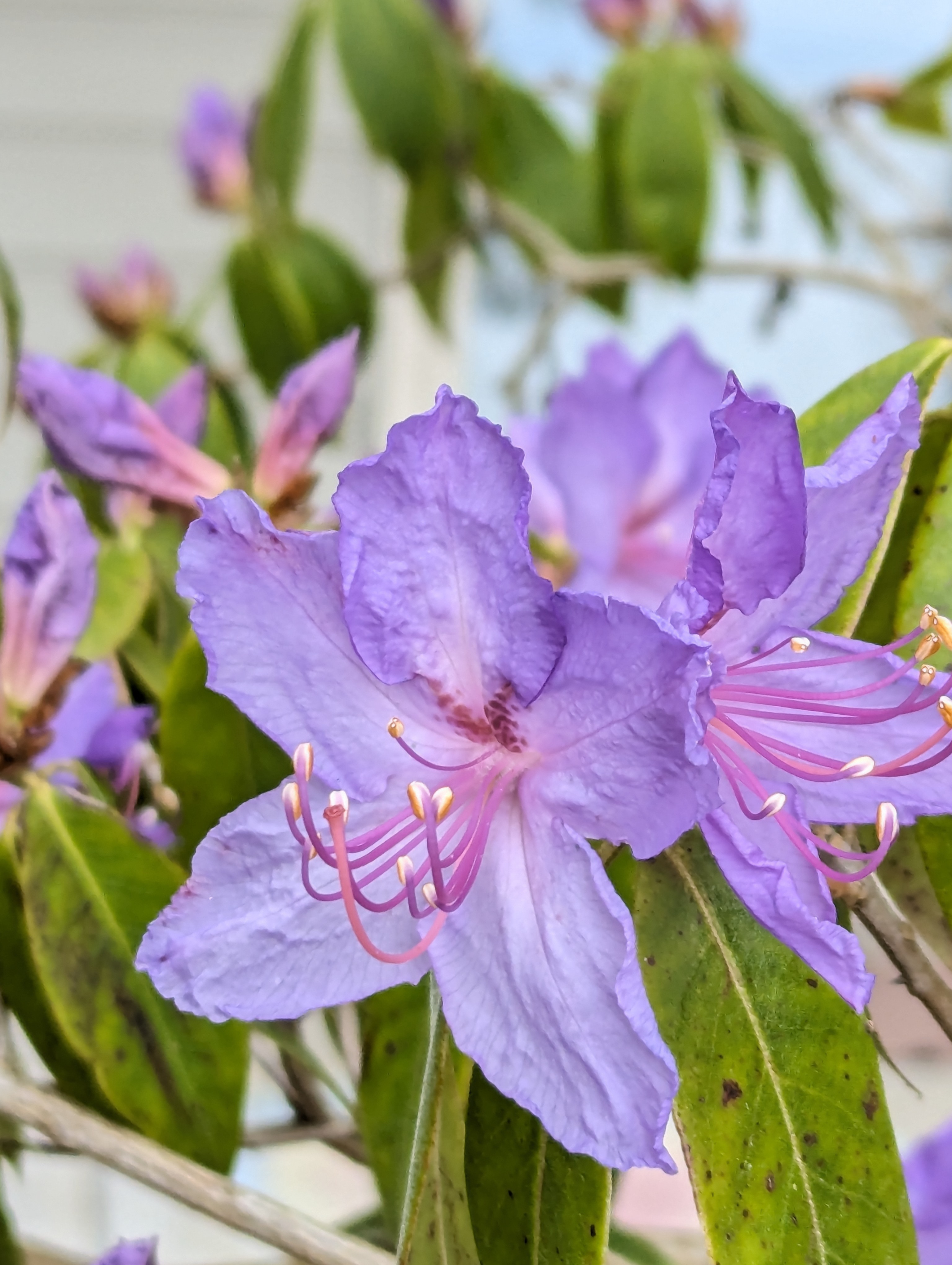 Rhododendron Cerulean Mist photo
