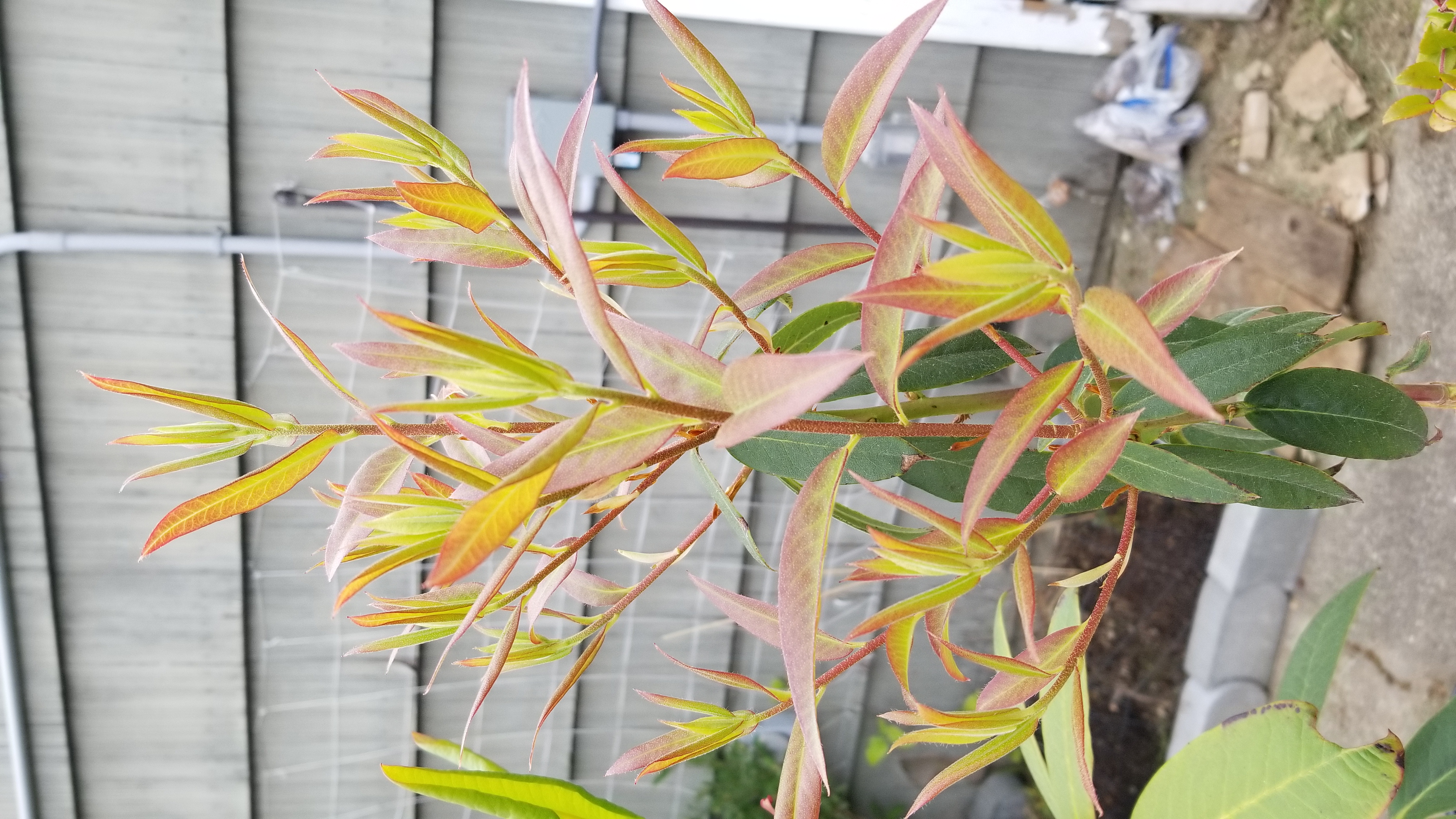 Rhododendron Cerulean Mist photo
