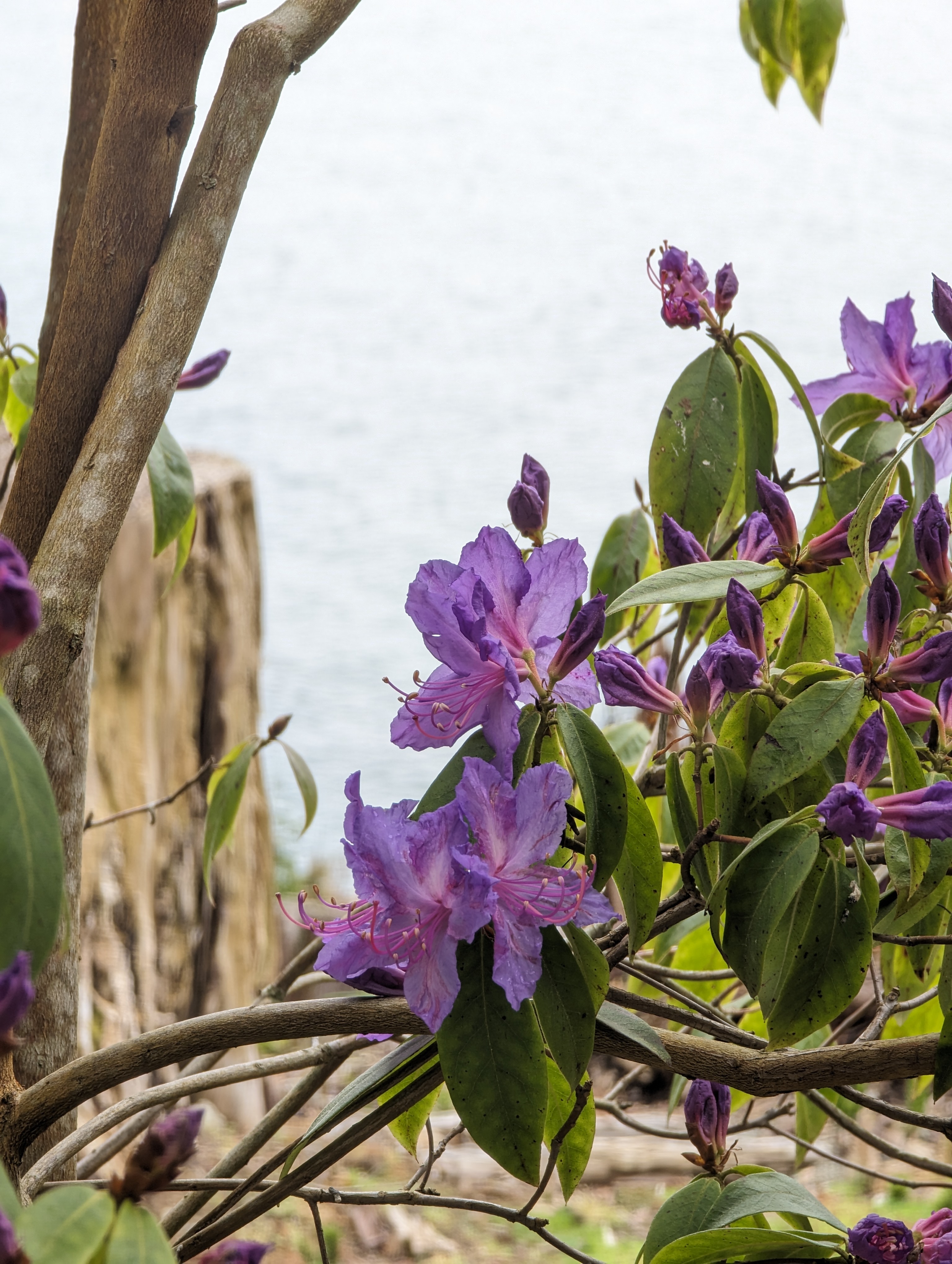 Rhododendron Cerulean Mist photo