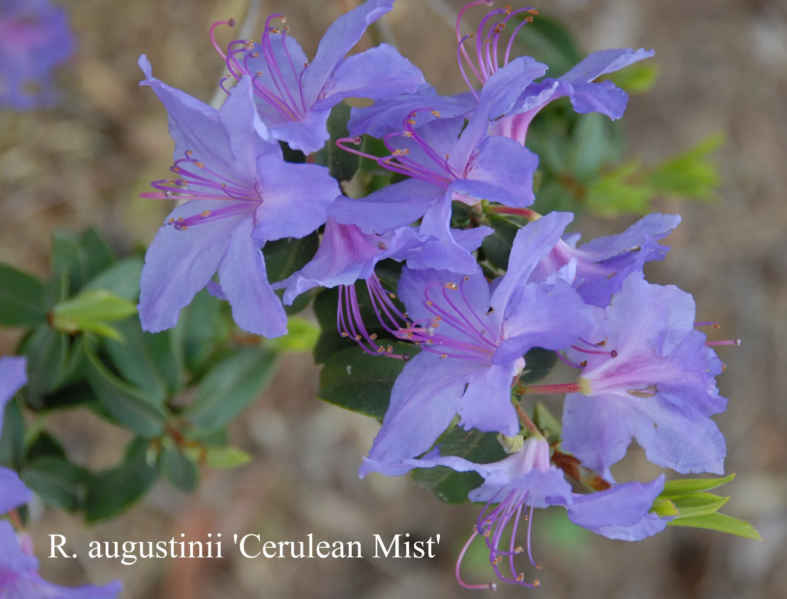 R. augustinii ssp augustinii 'Cerulean Mist' photo of R. augustinii ssp augustinii 'Cerulean Mist'. Location: Fearing's Farm Nursery, Abbotsford, BC, Canada. Photo by: Harold Fearing