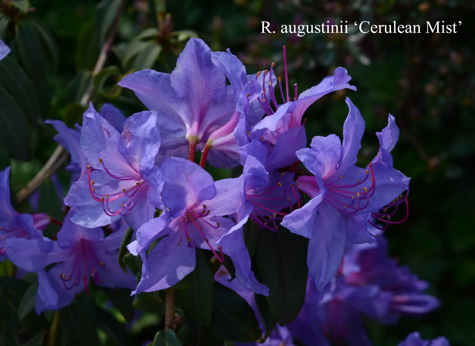 R. augustinii ssp augustinii 'Cerulean Mist' photo of R. augustinii ssp augustinii 'Cerulean Mist'. Location: Fearing's Farm Nursery, Abbotsford, BC, Canada. Photo by: Harold Fearing