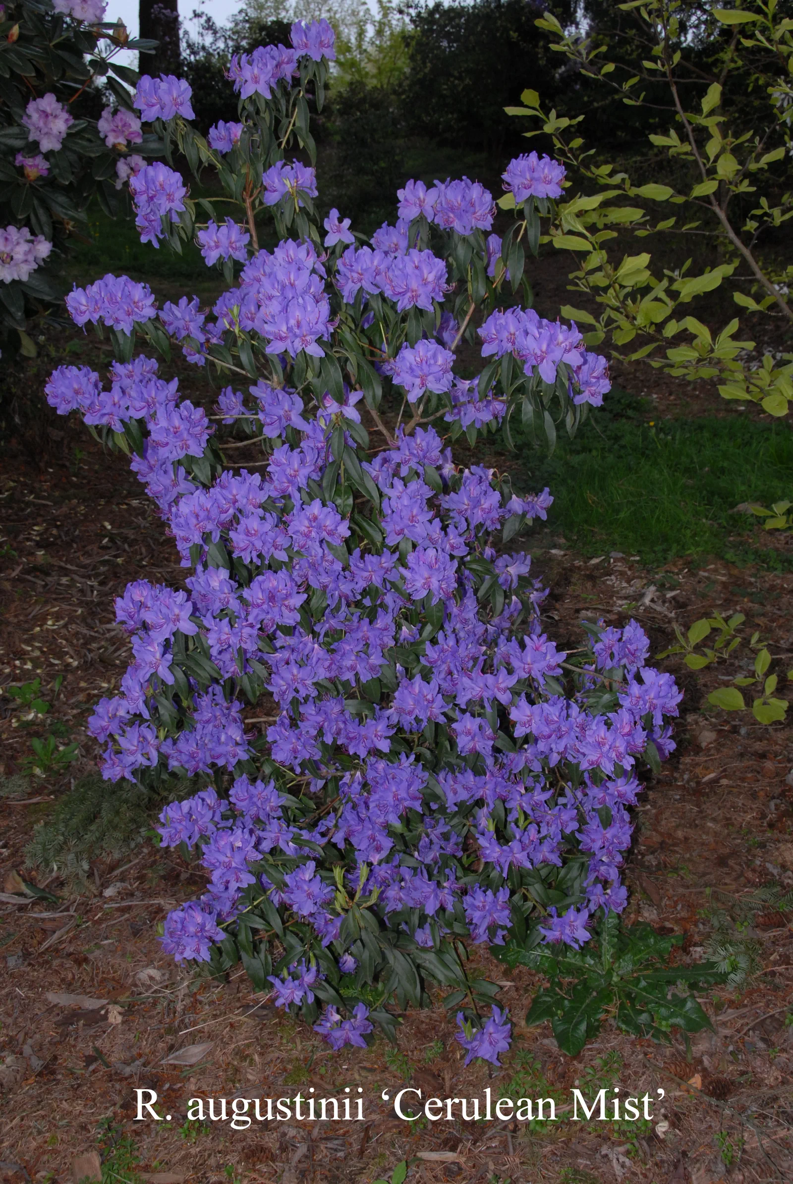 R. augustinii ssp augustinii 'Cerulean Mist' photo of R. augustinii ssp augustinii 'Cerulean Mist'. Location: Fearing's Farm Nursery, Abbotsford, BC, Canada. Photo by: Harold Fearing