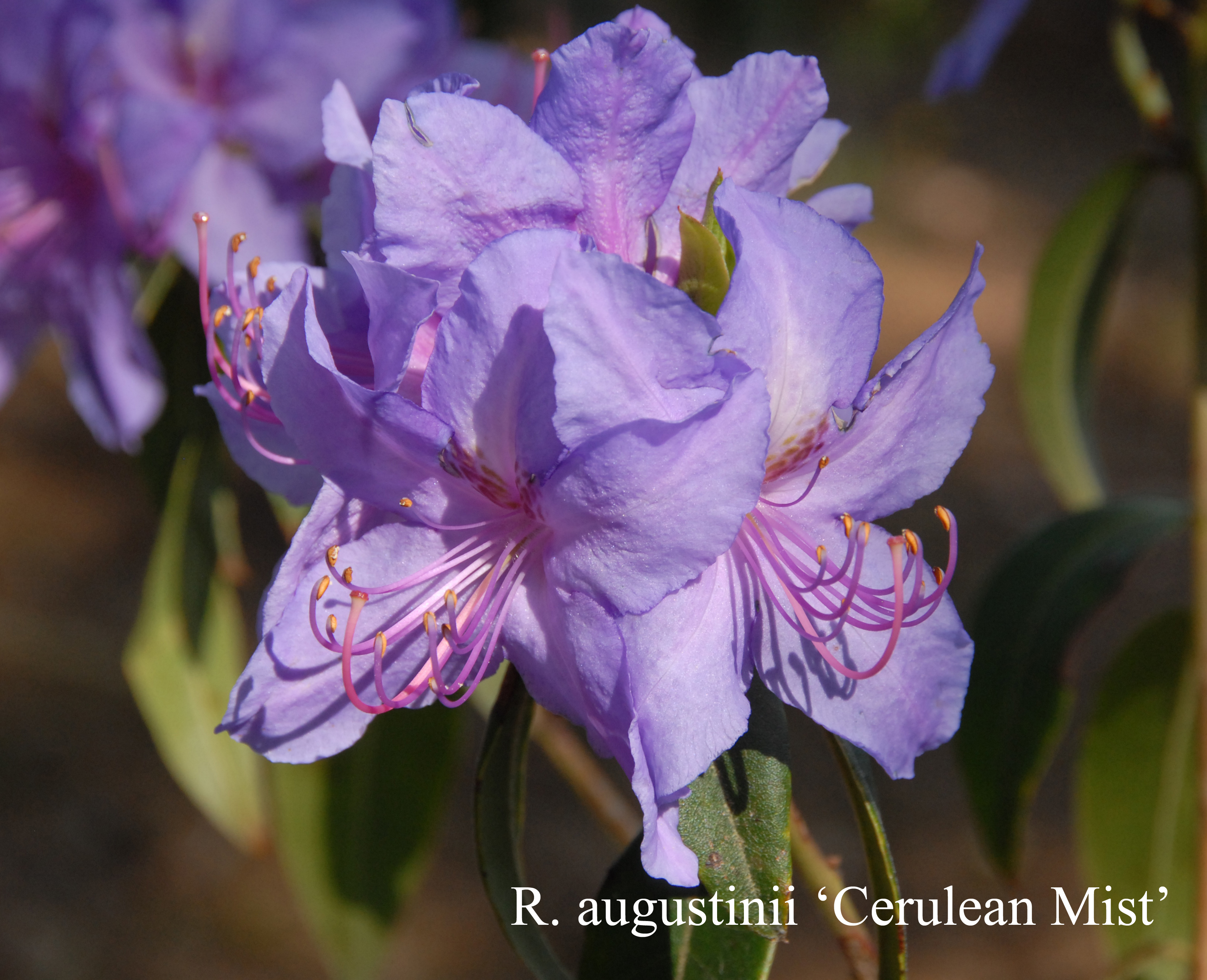 Rhododendron Cerulean Mist photo