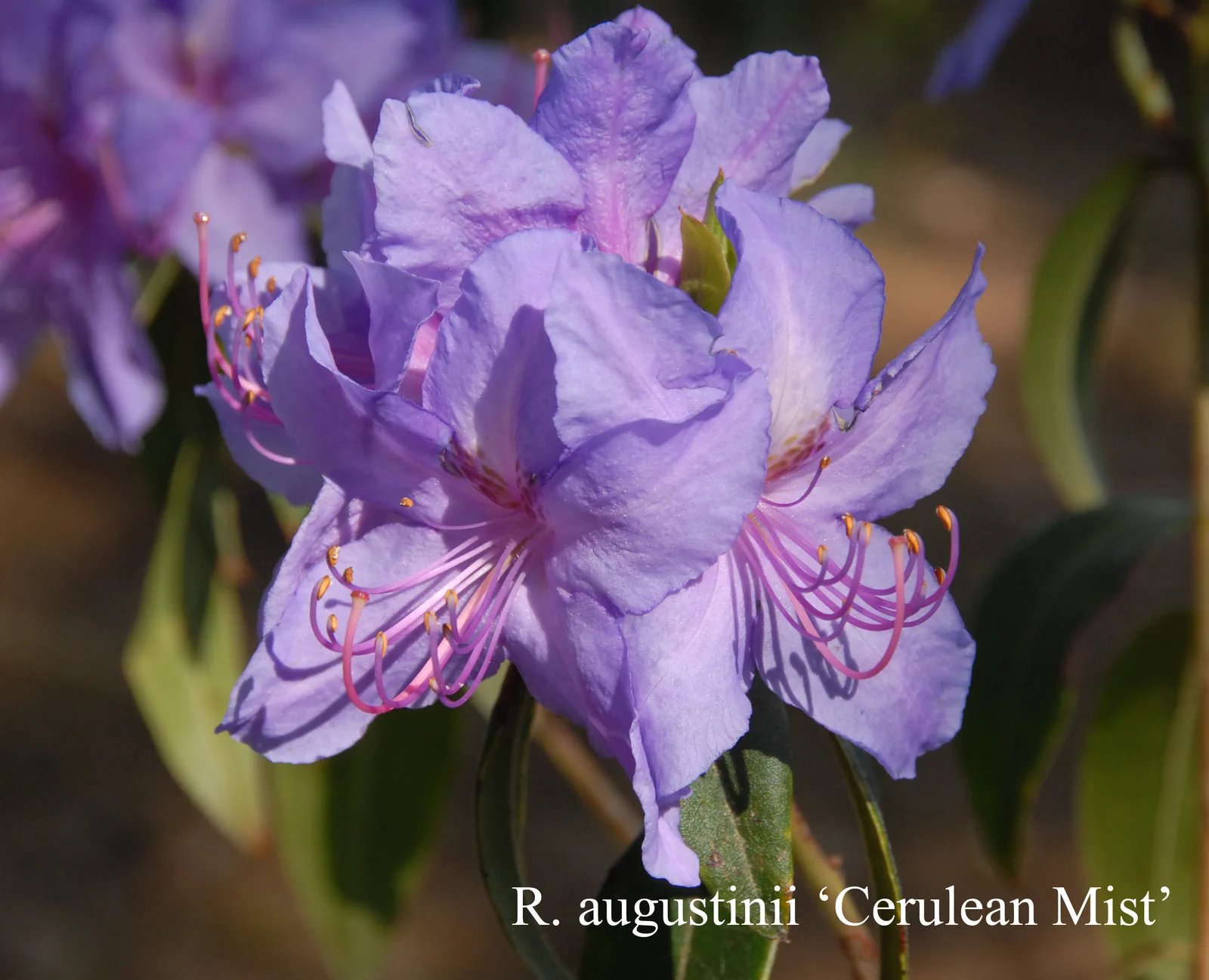 R. augustinii ssp augustinii 'Cerulean Mist' photo of R. augustinii ssp augustinii 'Cerulean Mist'. Location: Fearing's Farm Nursery, Abbotsford, BC, Canada. Photo by: Harold Fearing