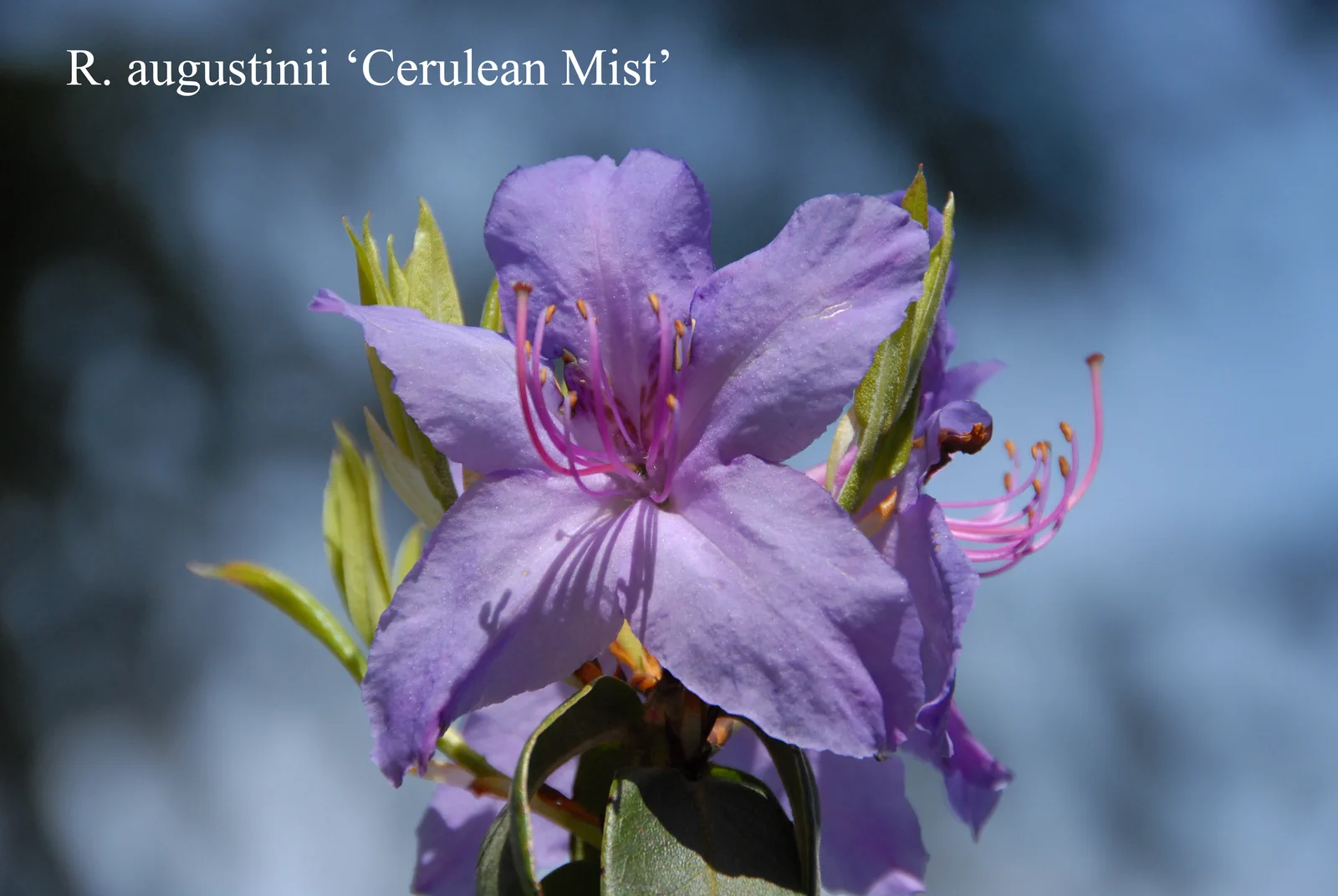 R. augustinii ssp augustinii 'Cerulean Mist' photo of R. augustinii ssp augustinii 'Cerulean Mist'. Location: Fearing's Farm Nursery, Abbotsford, BC, Canada. Photo by: Harold Fearing