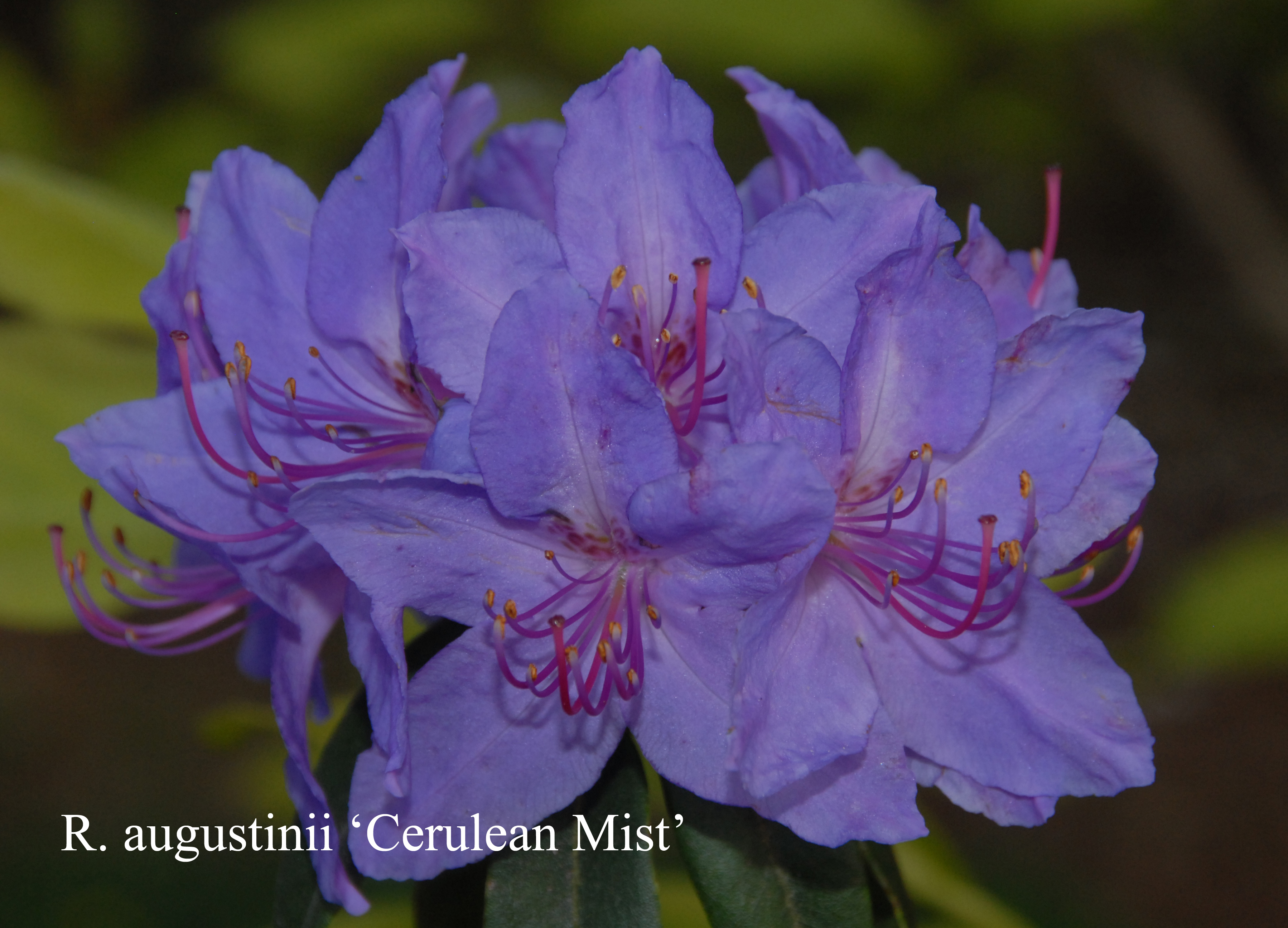 Rhododendron Cerulean Mist photo
